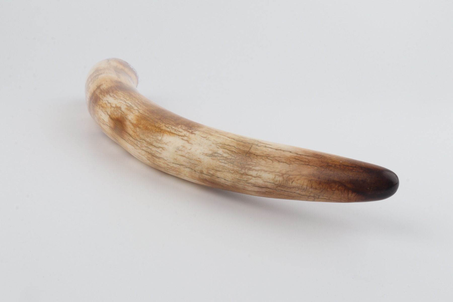 Restored woolly mammoth tusk