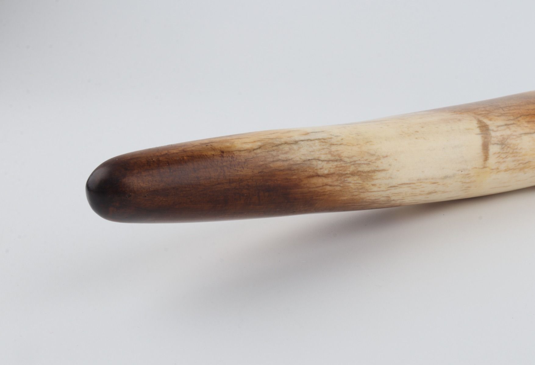 Restored woolly mammoth tusk