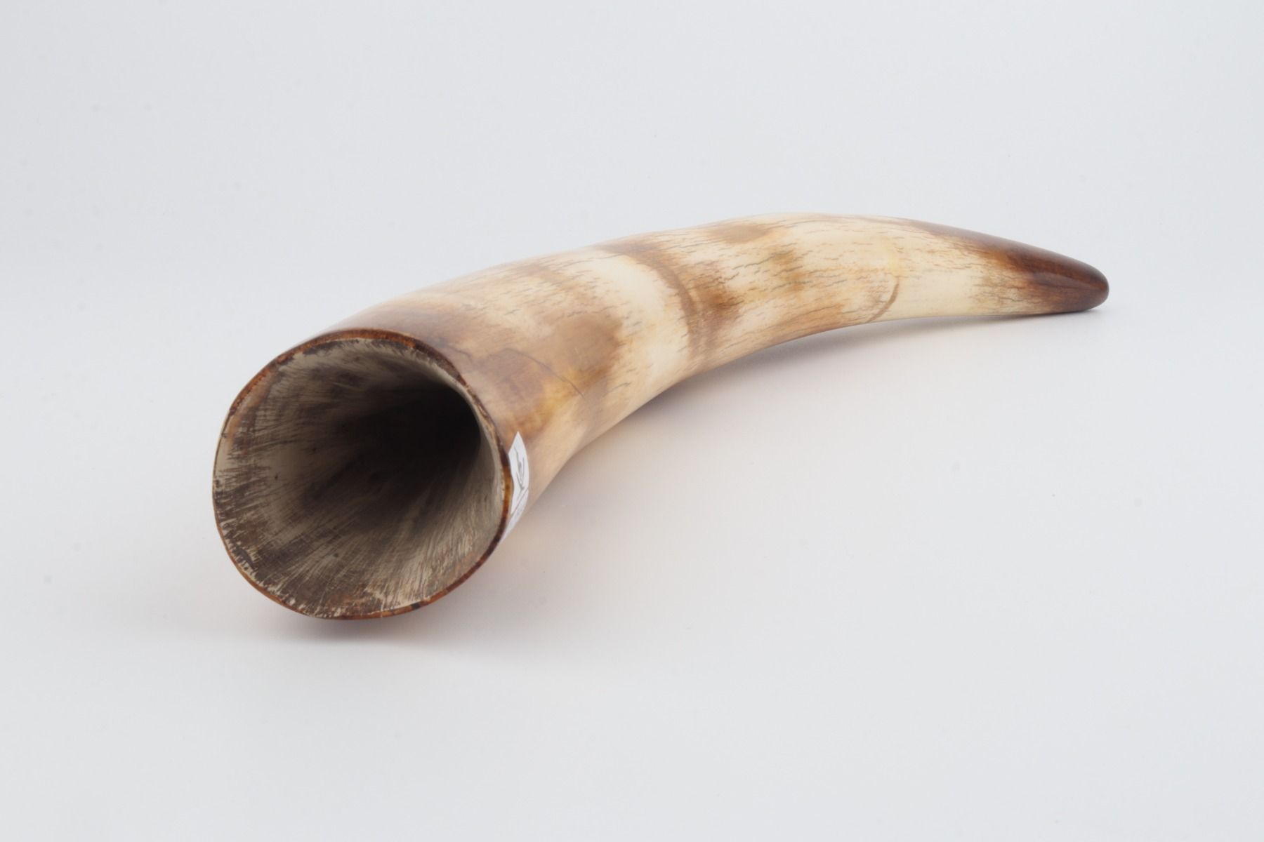 Restored woolly mammoth tusk