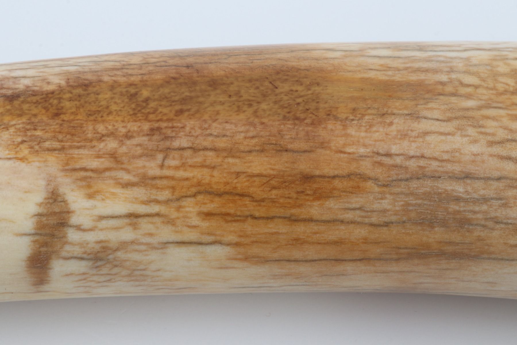 Restored woolly mammoth tusk