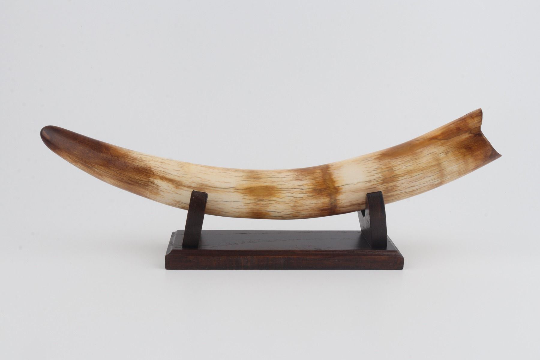 Restored woolly mammoth tusk