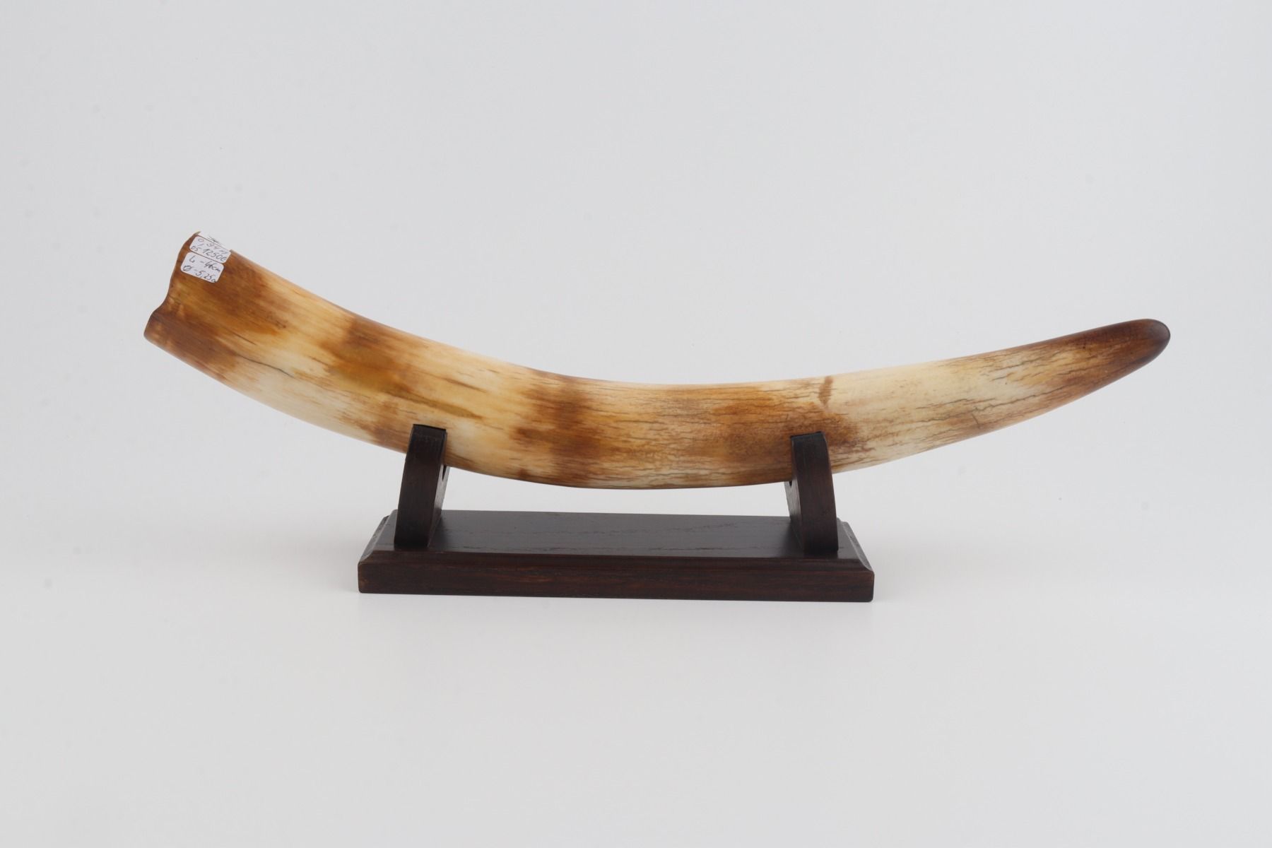 Restored woolly mammoth tusk