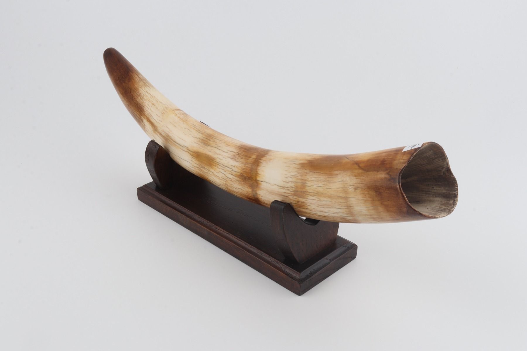 Restored woolly mammoth tusk
