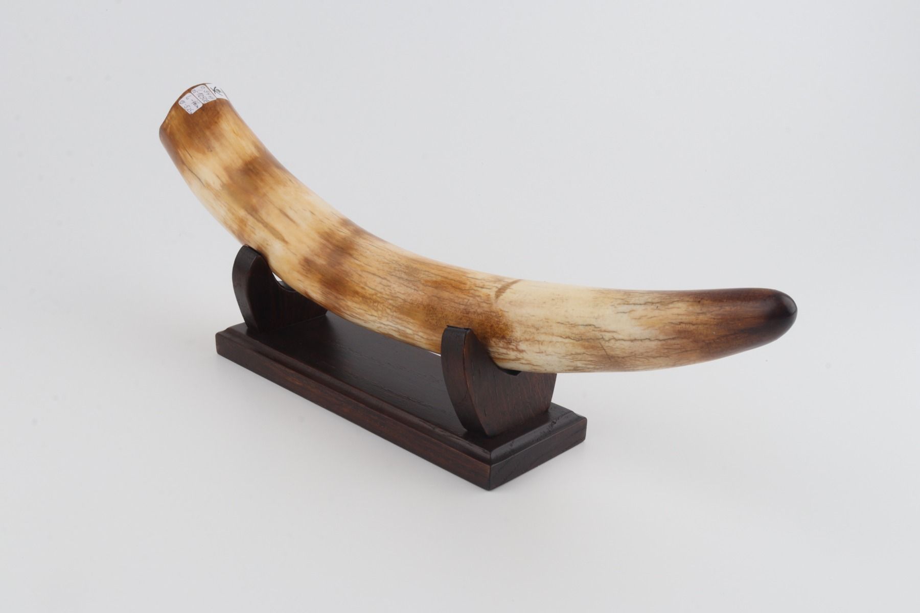 Restored woolly mammoth tusk