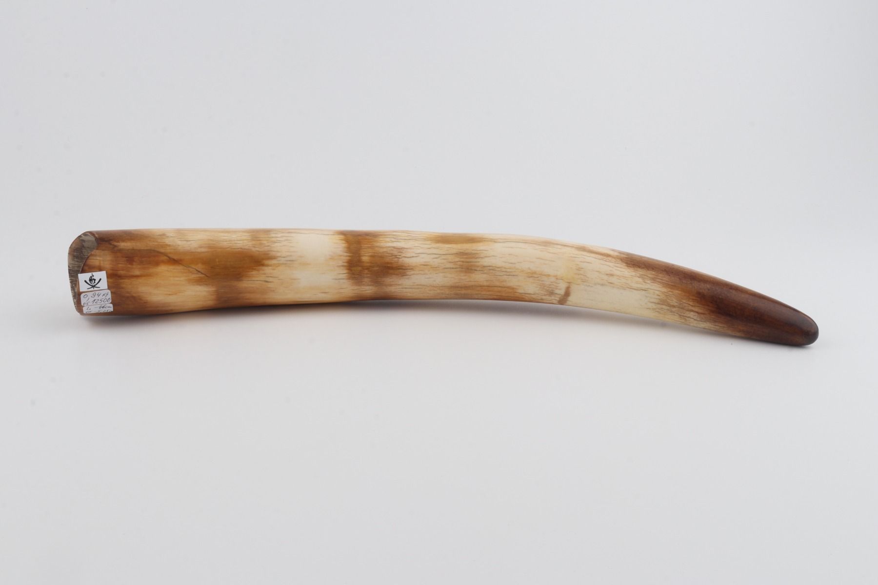 Restored woolly mammoth tusk