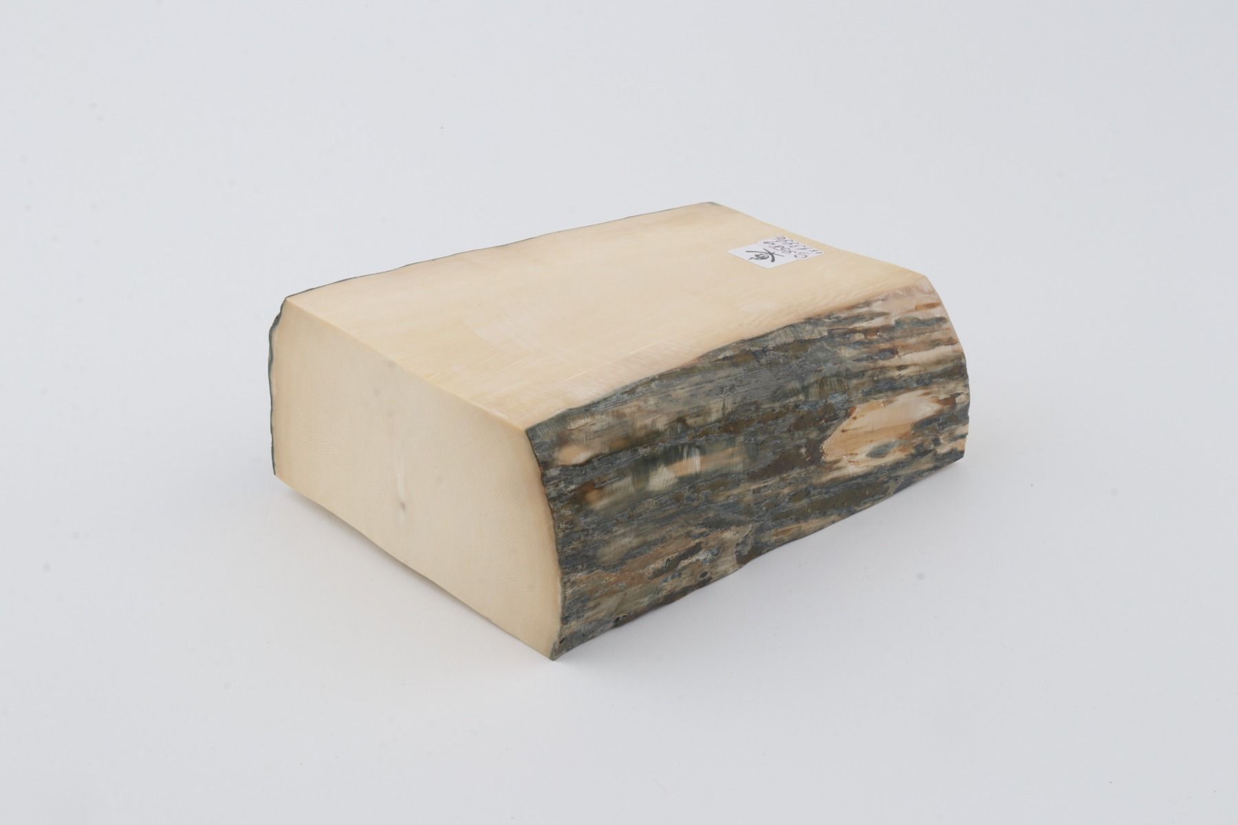 White mammoth ivory segments