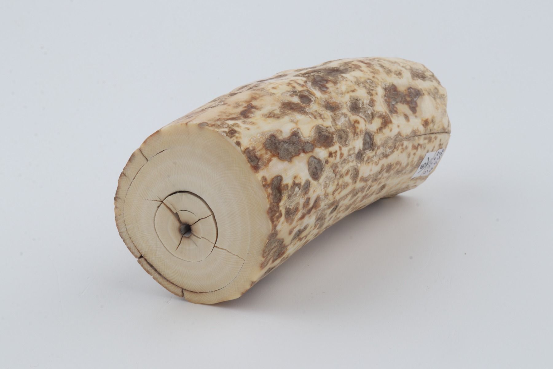 Natural mammoth ivory piece