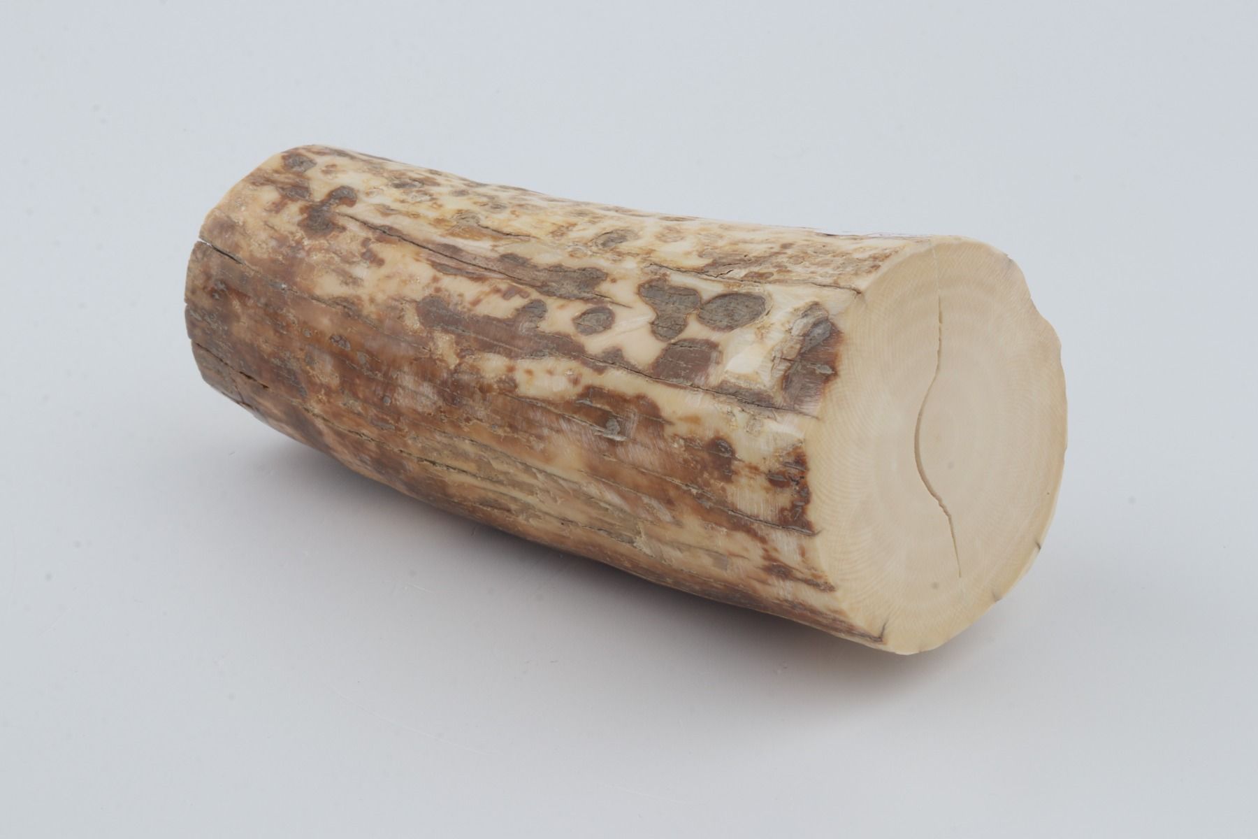 Natural mammoth ivory piece