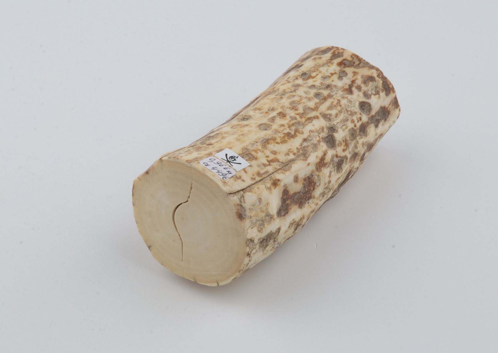 Natural mammoth ivory piece
