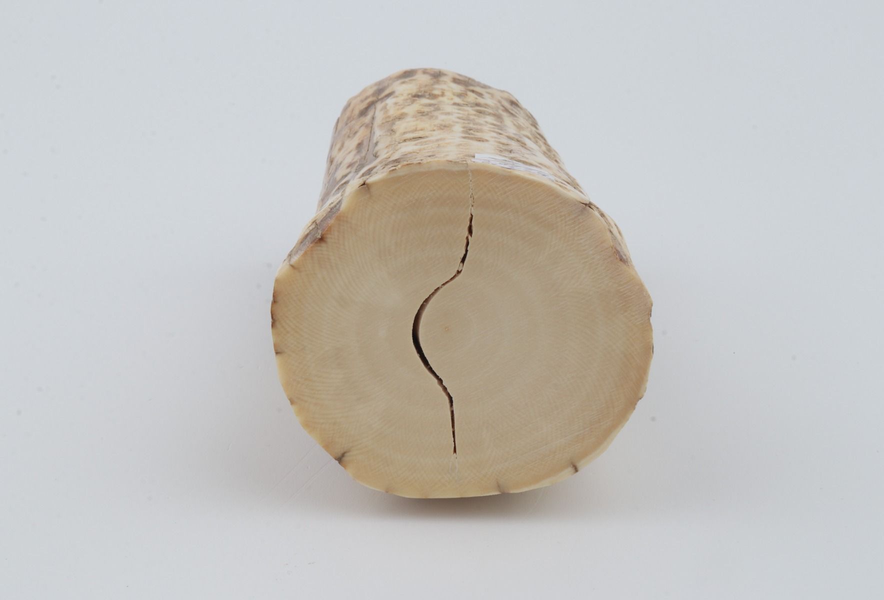 Natural mammoth ivory piece