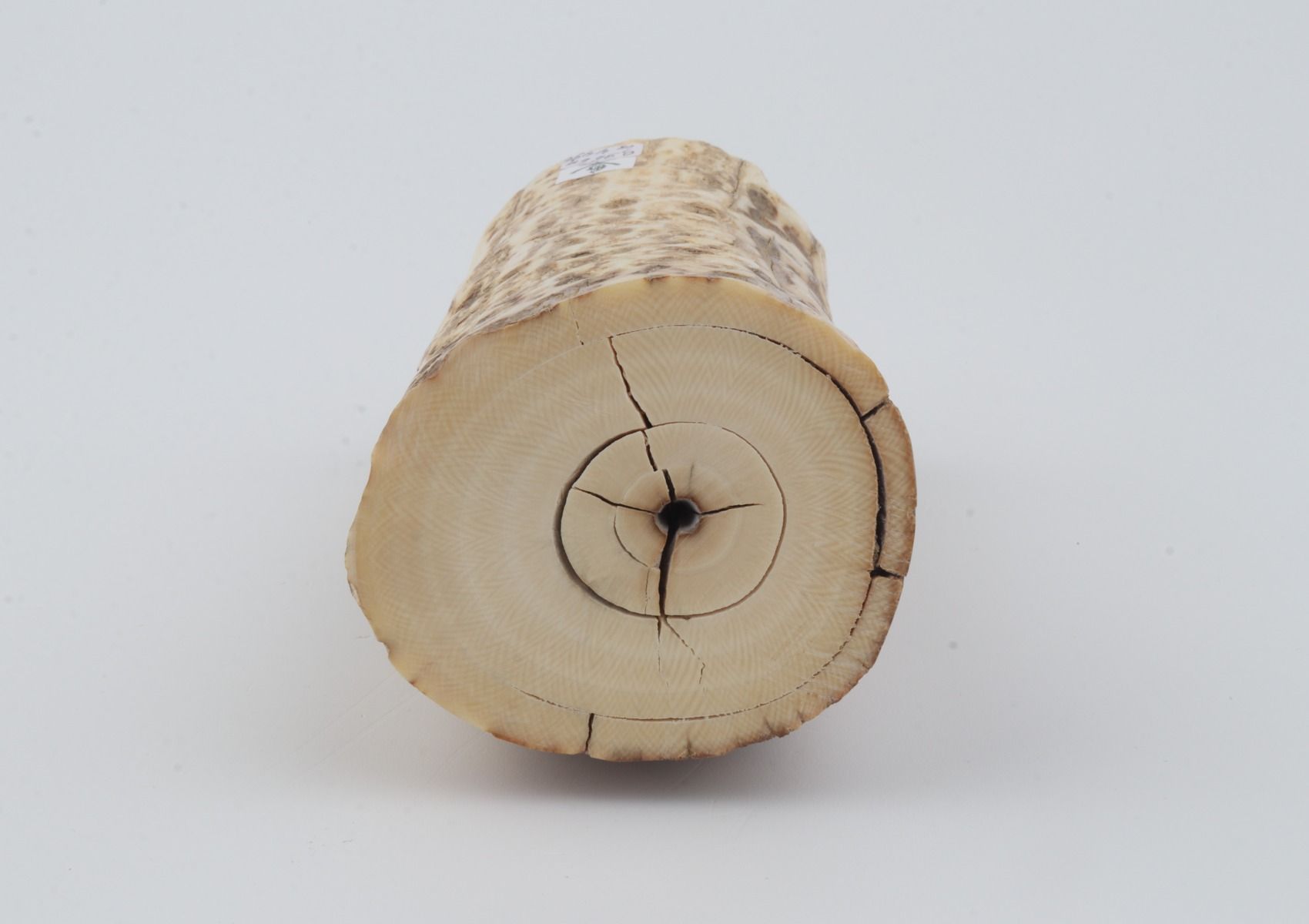 Natural mammoth ivory piece