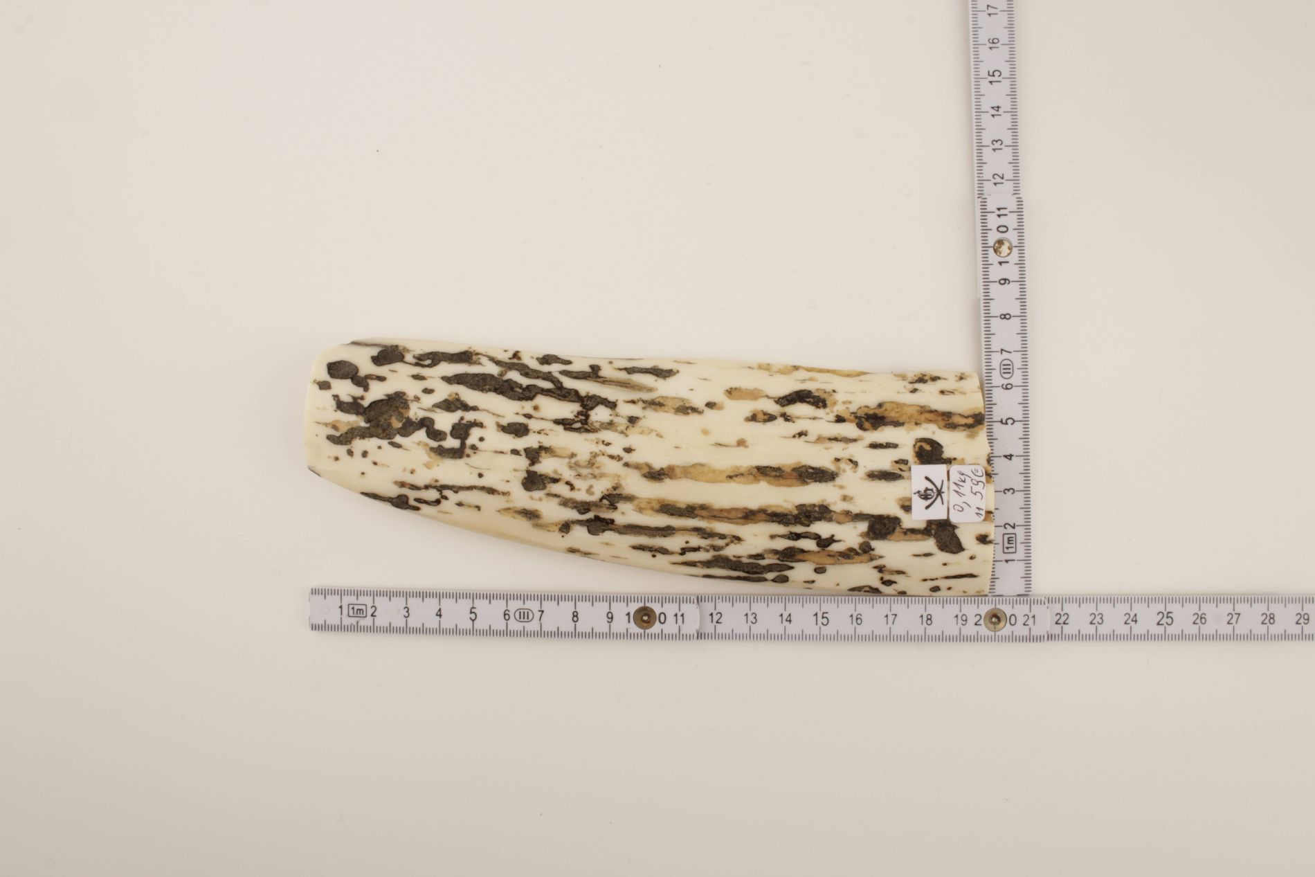 White-black mammoth bark