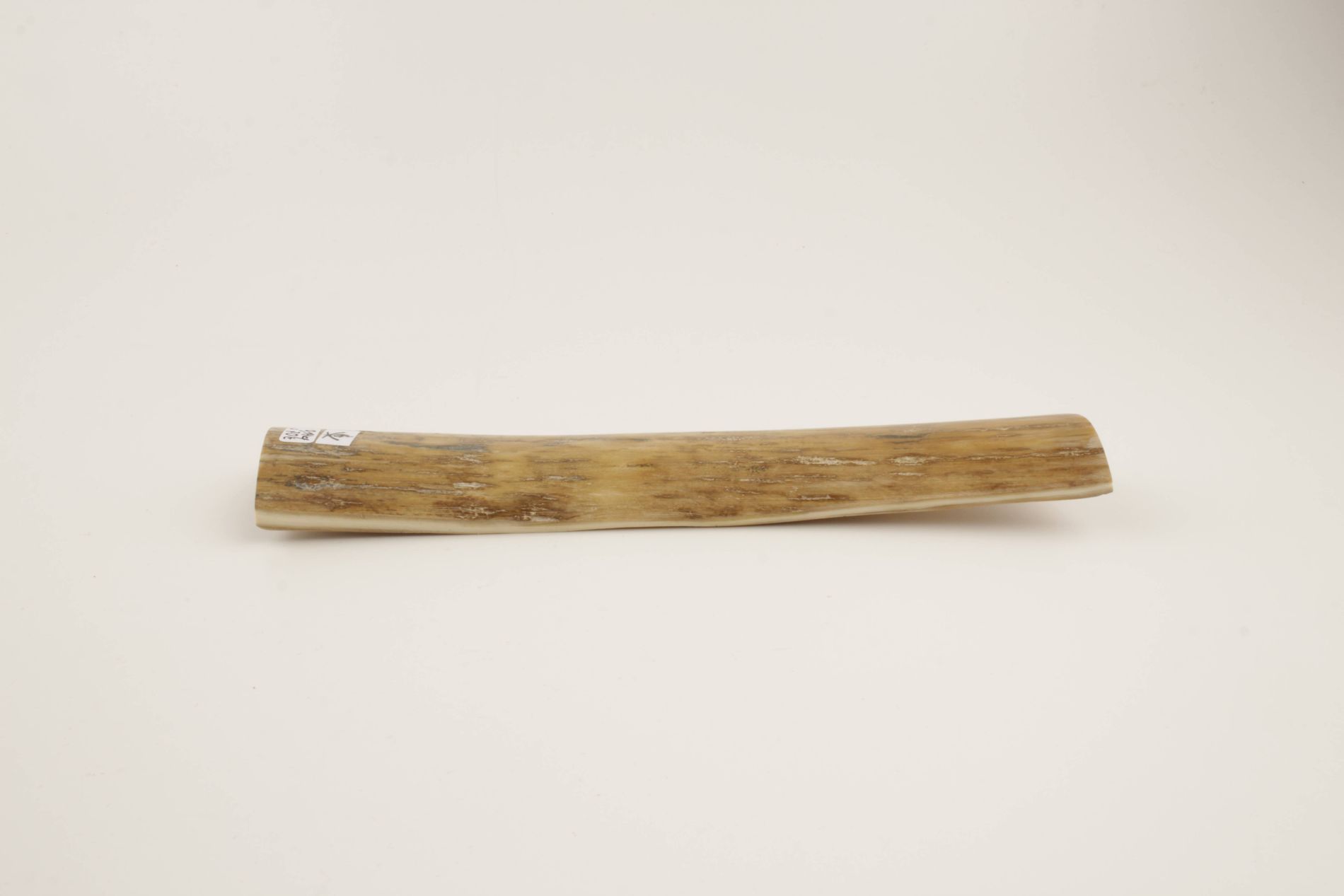 Beige-cream mammoth bark