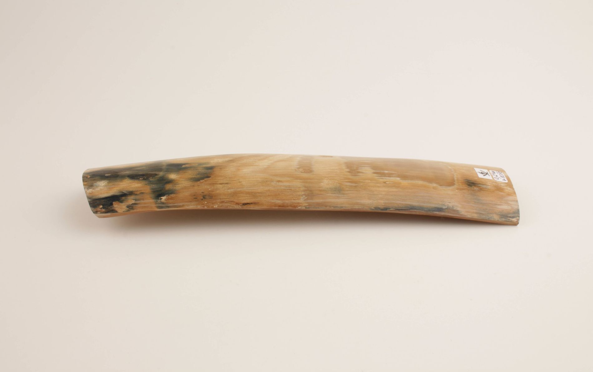 Beige-blue mammoth bark