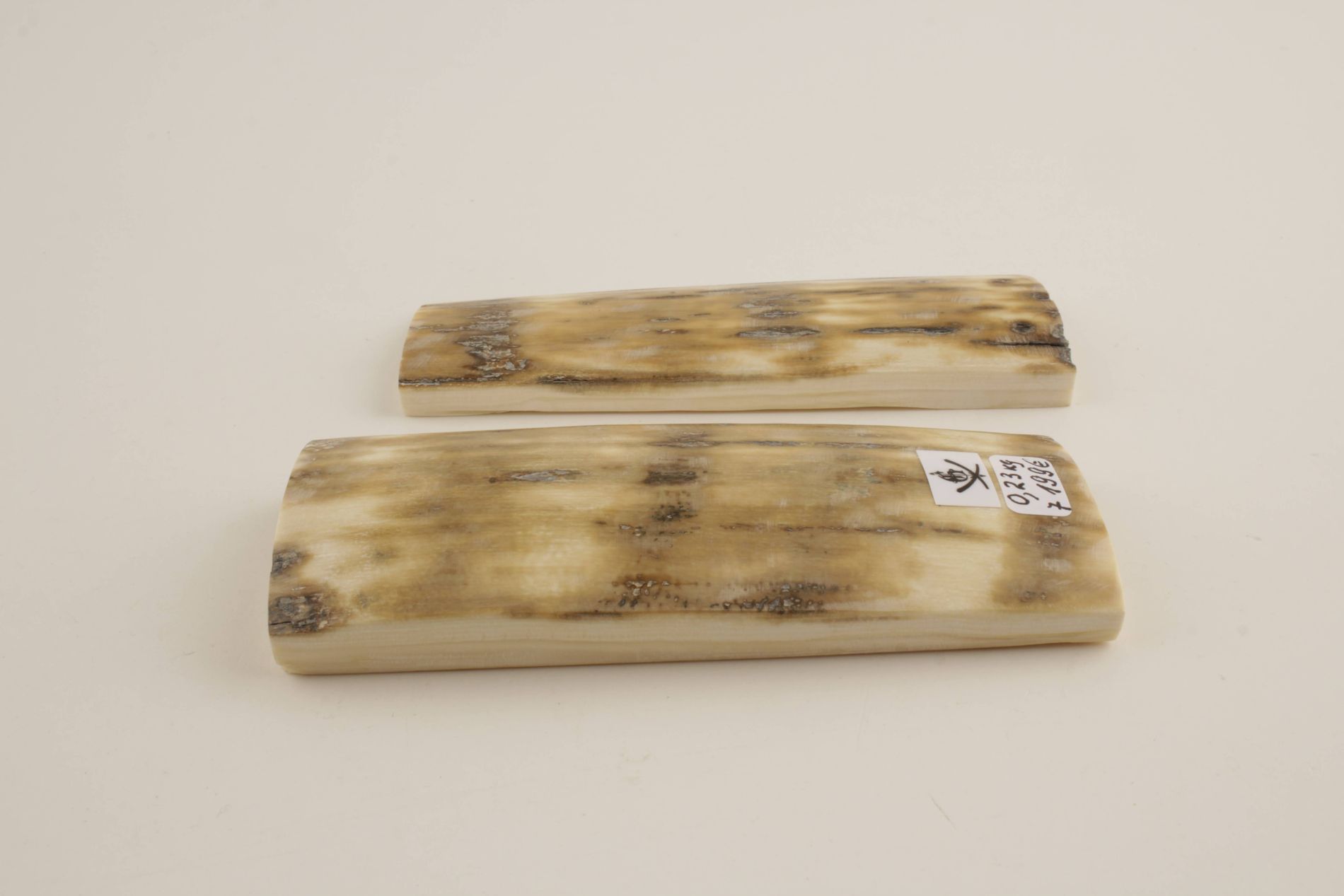 Beige-cream natural mammoth bark scales