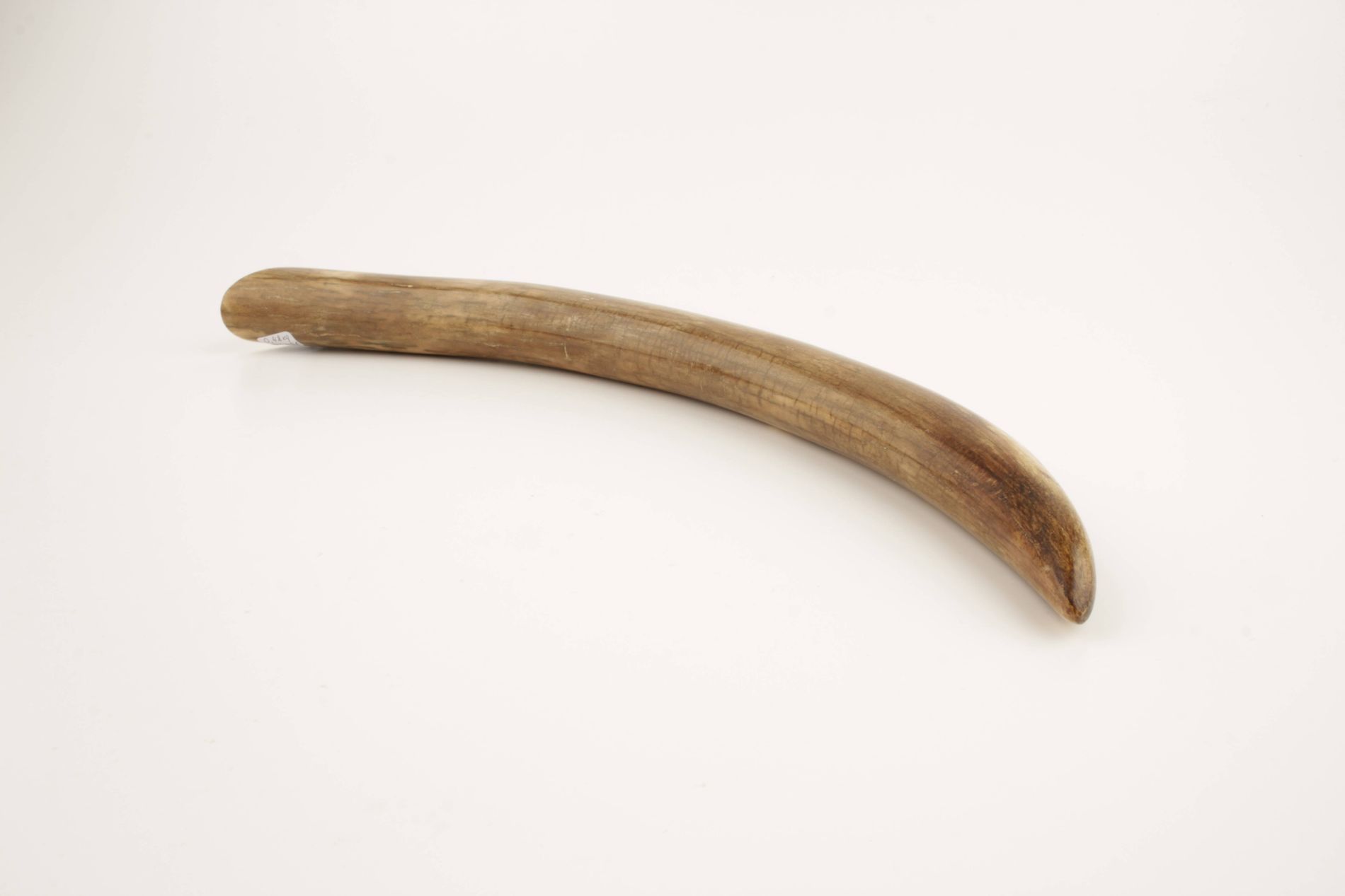 Restored woolly mammoth tusk tip