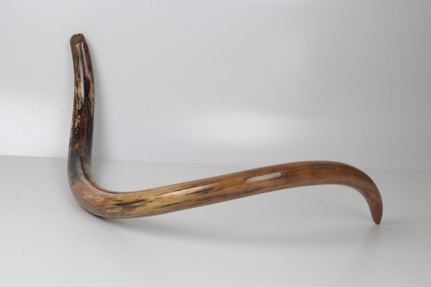 Restored woolly mammoth tusk