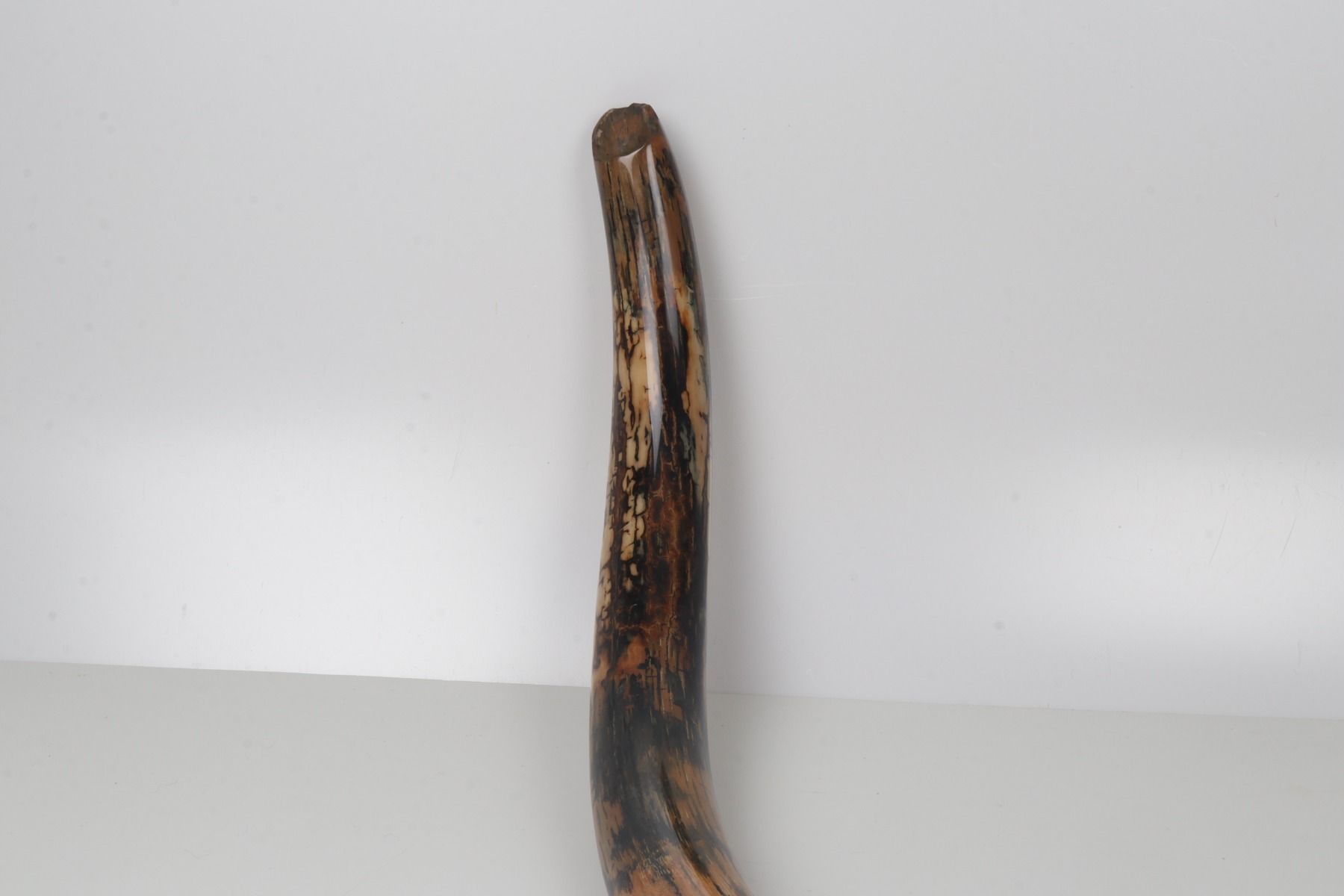 Restored woolly mammoth tusk