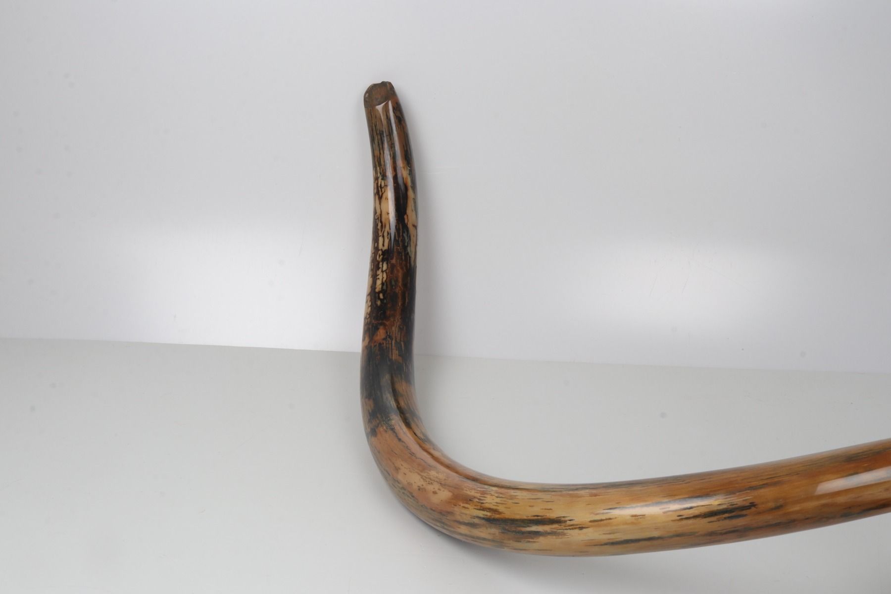 Restored woolly mammoth tusk