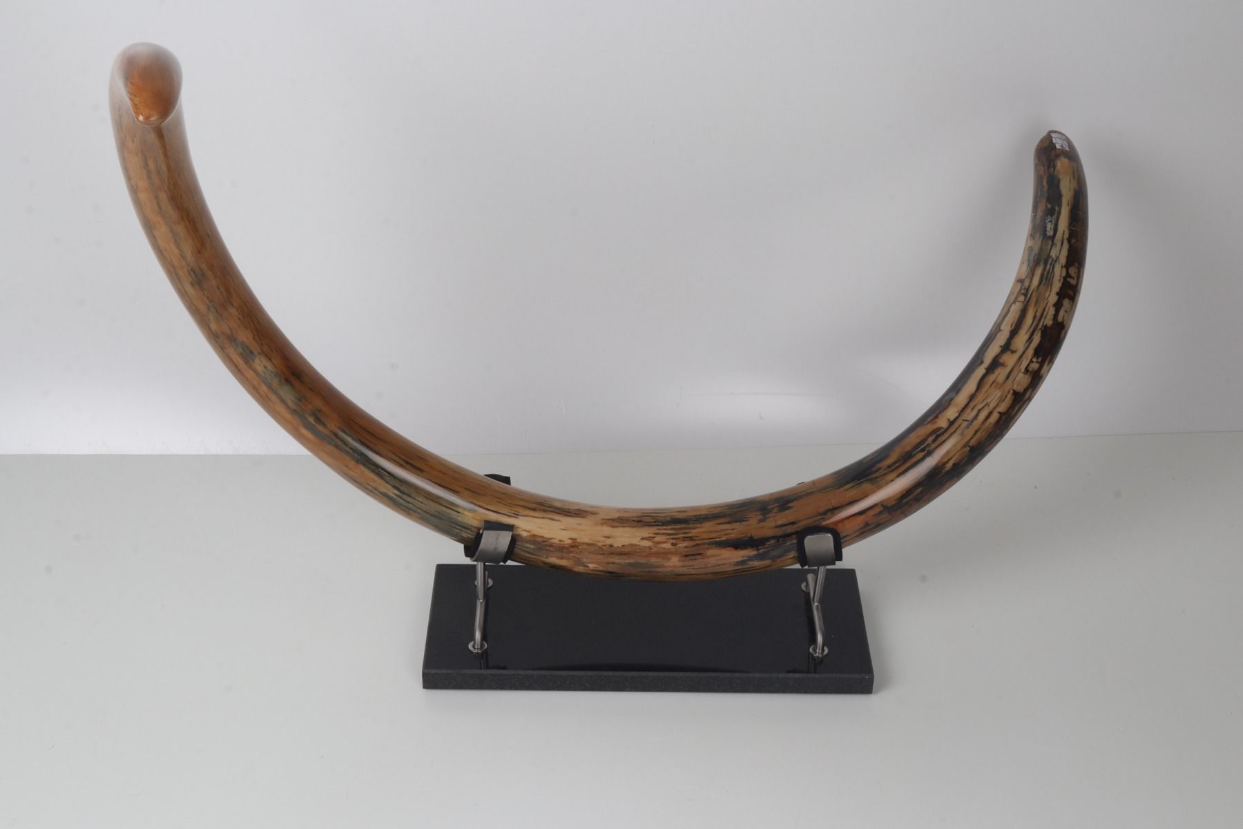 Restored woolly mammoth tusk