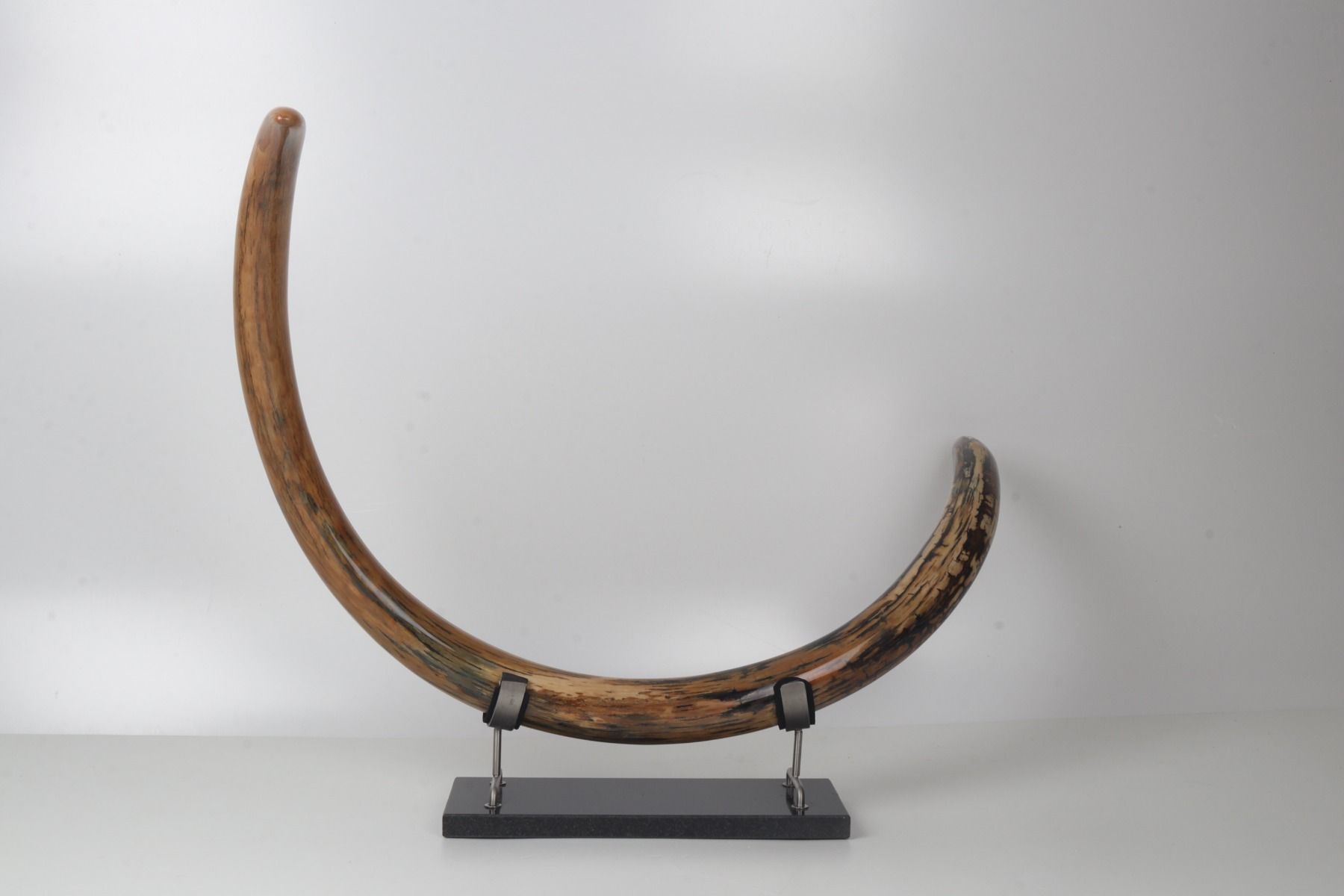 Restored woolly mammoth tusk