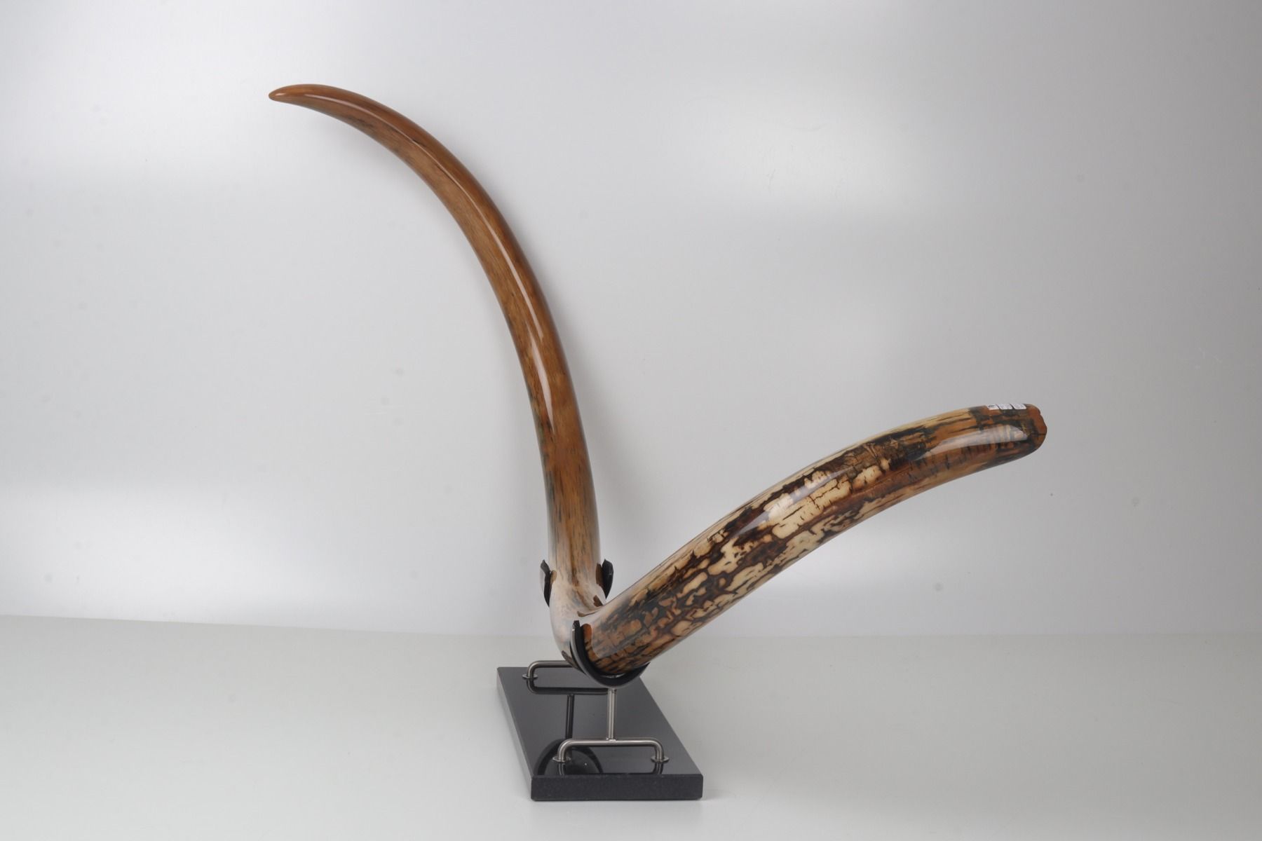 Restored woolly mammoth tusk