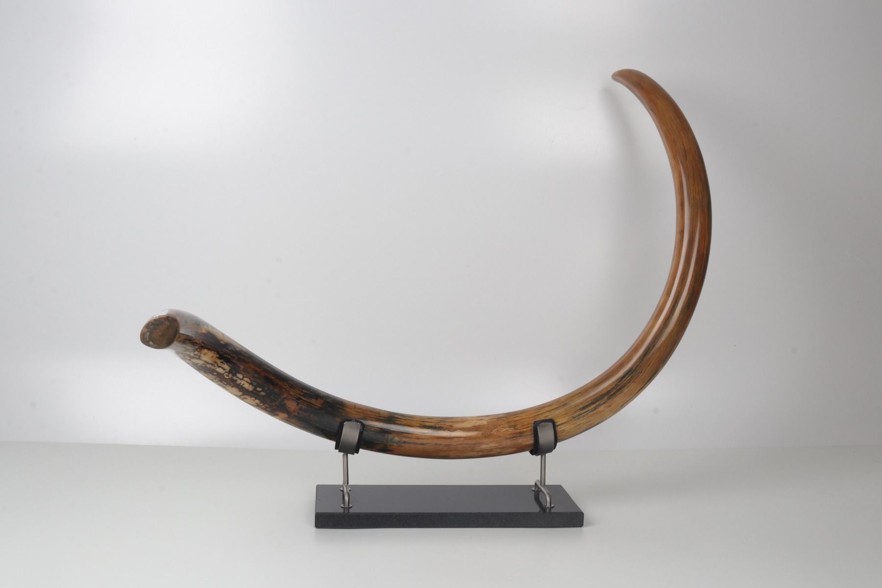 Restored woolly mammoth tusk