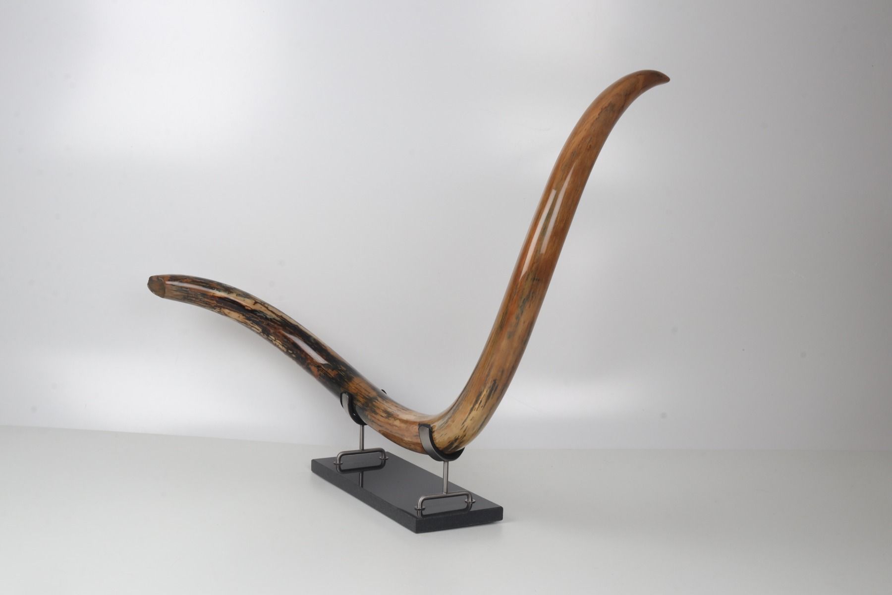 Restored woolly mammoth tusk