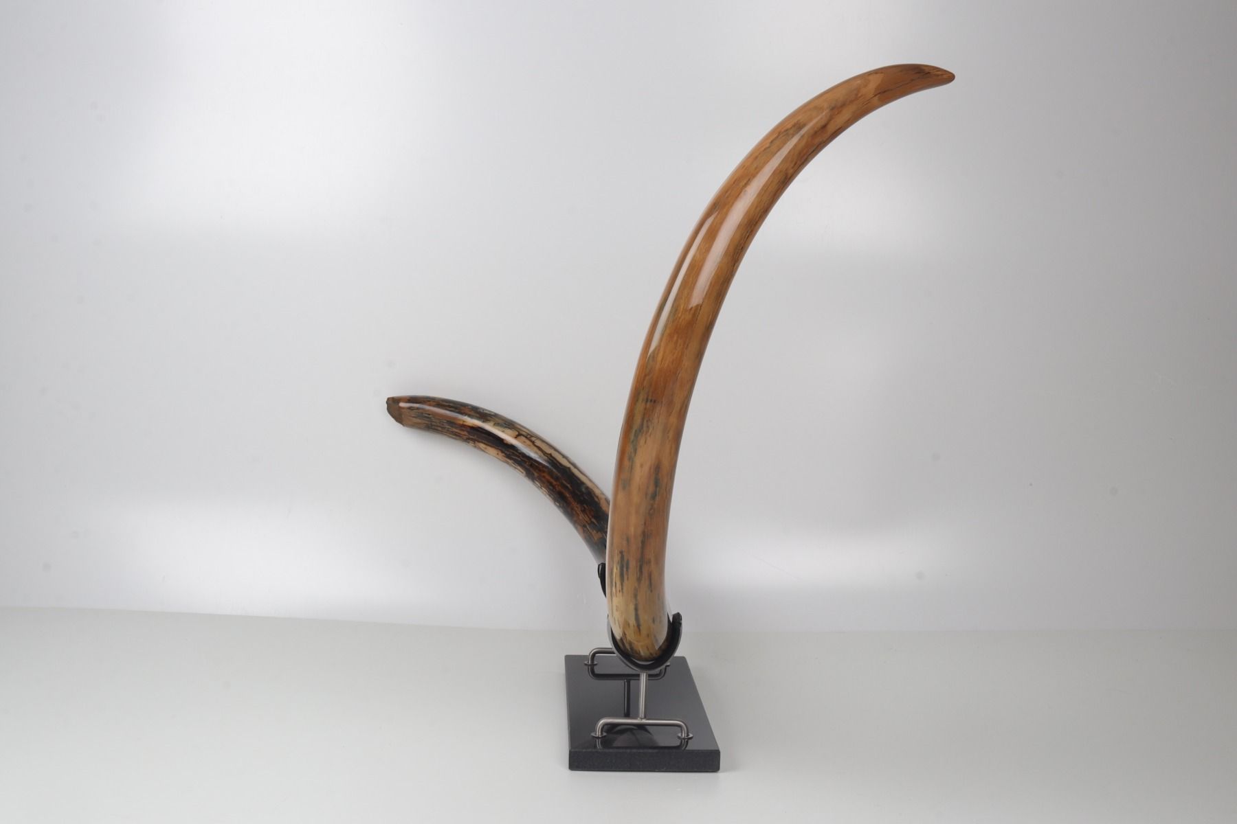 Restored woolly mammoth tusk