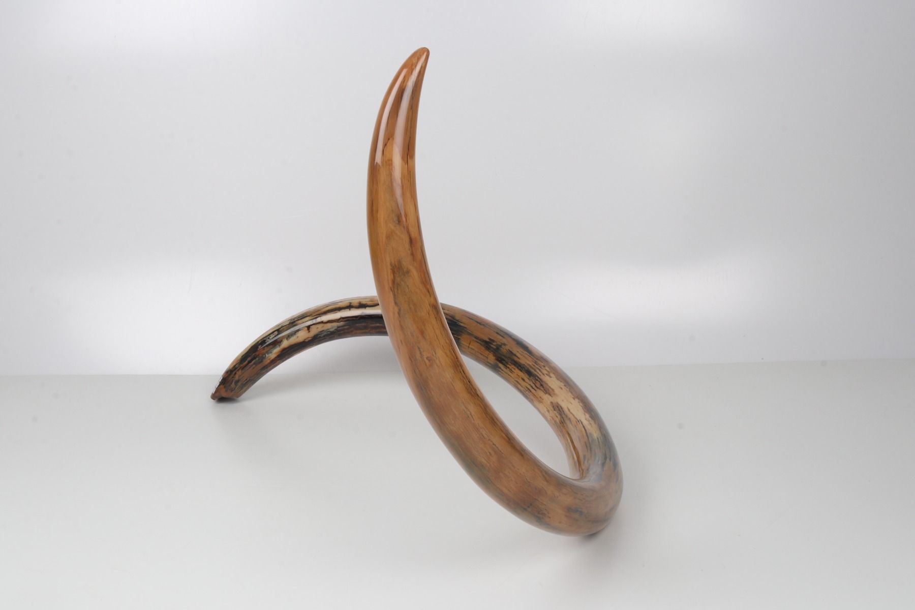 Restored woolly mammoth tusk