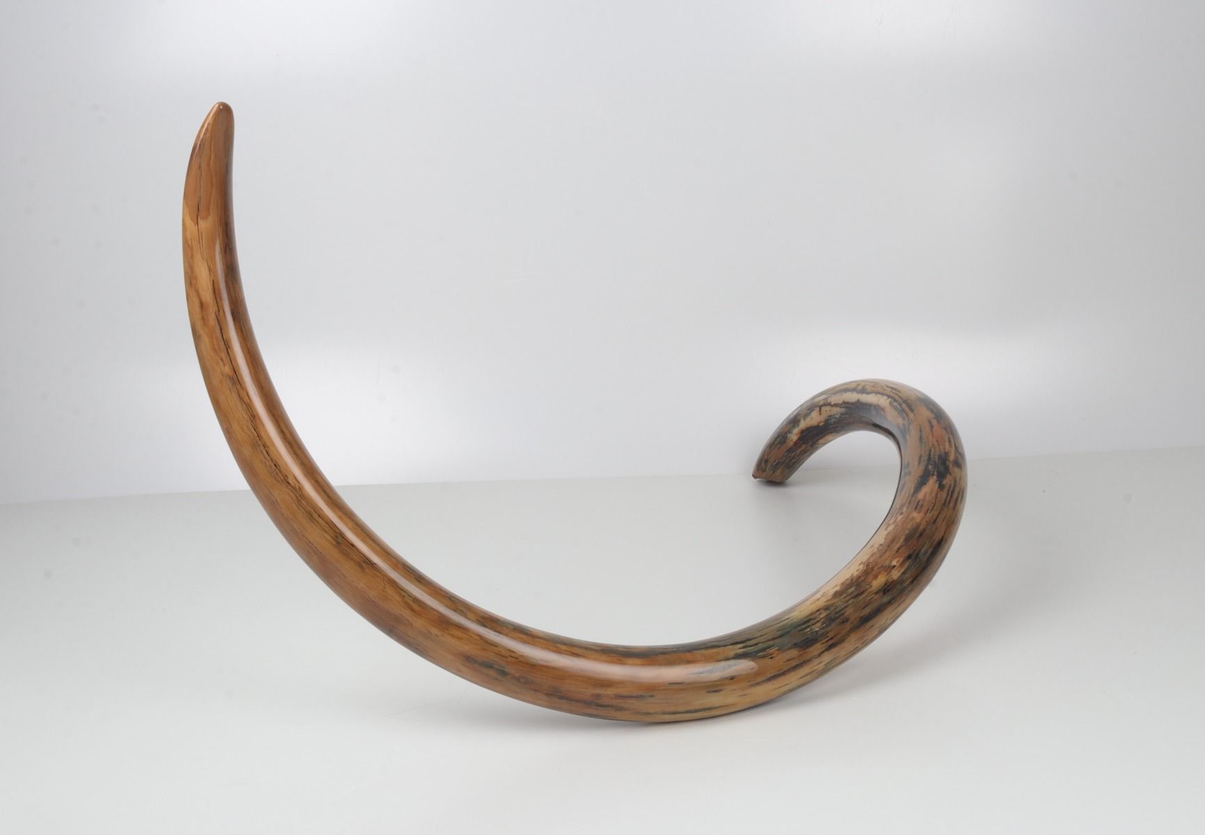 Restored woolly mammoth tusk