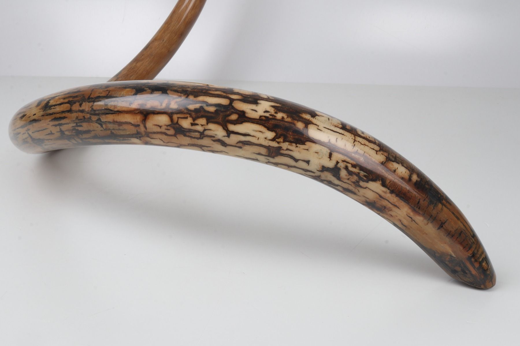 Restored woolly mammoth tusk