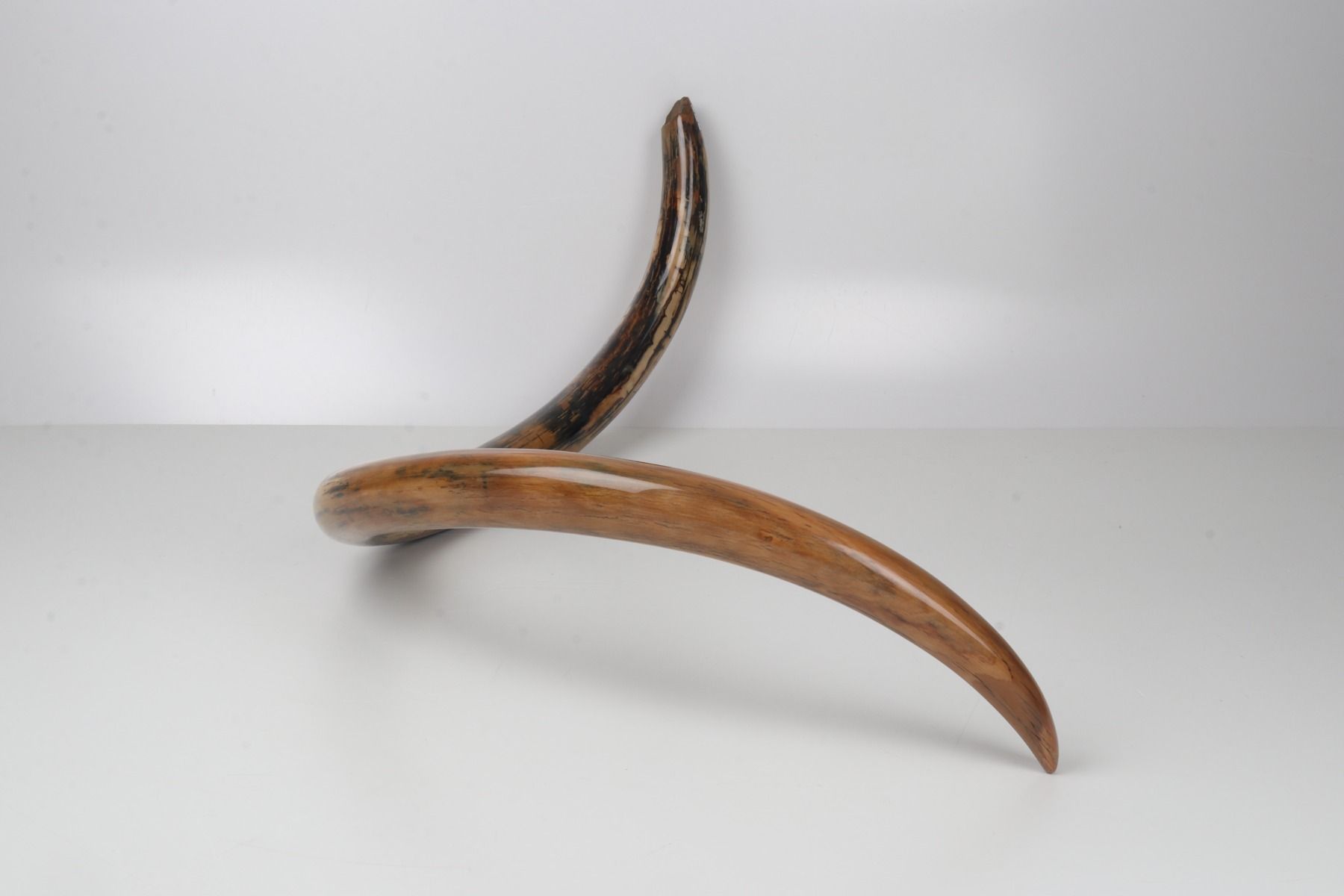 Restored woolly mammoth tusk