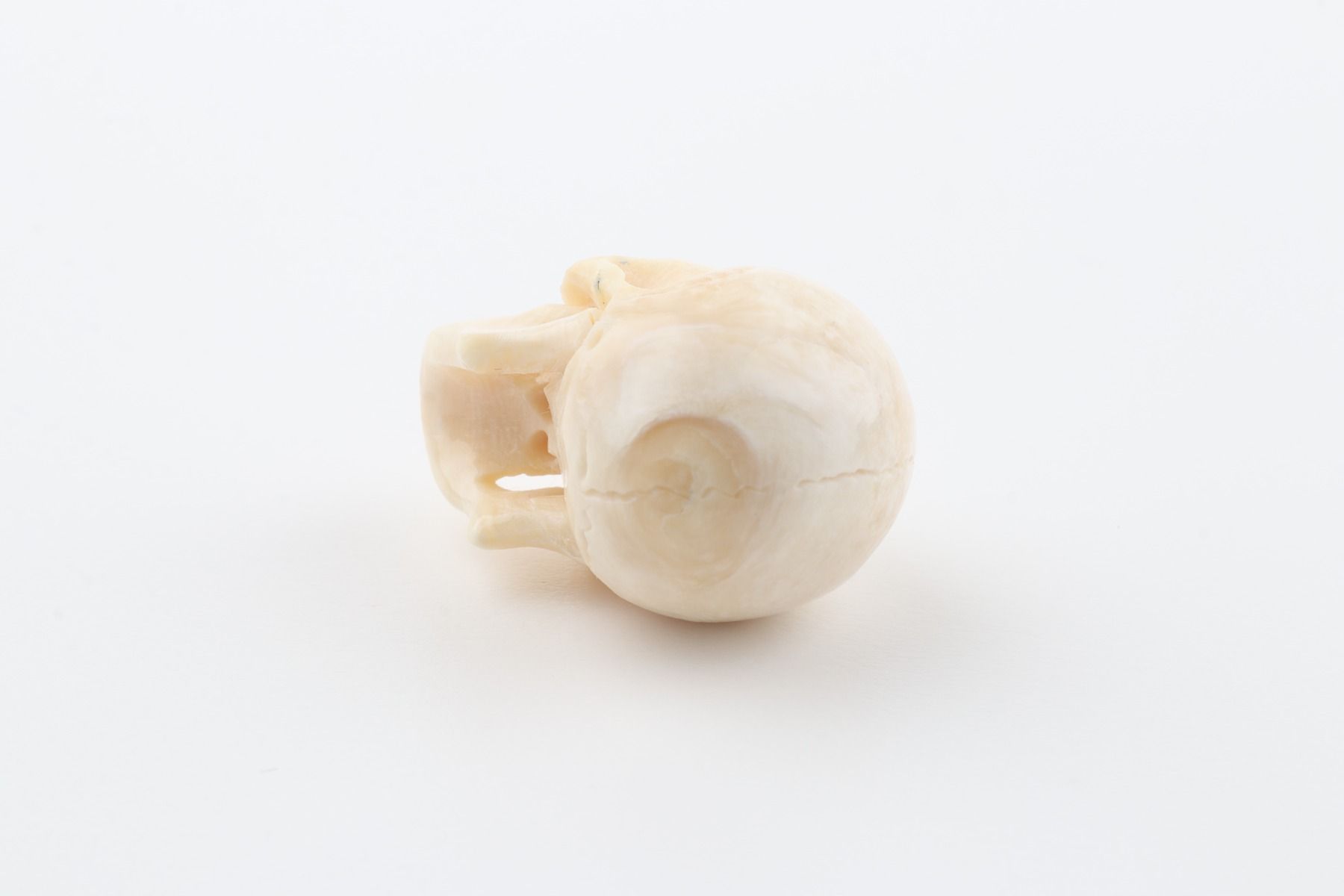 Hand carved mammoth ivory skull