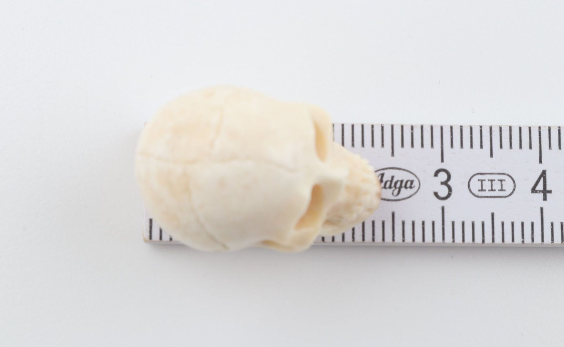 Hand carved mammoth ivory skull