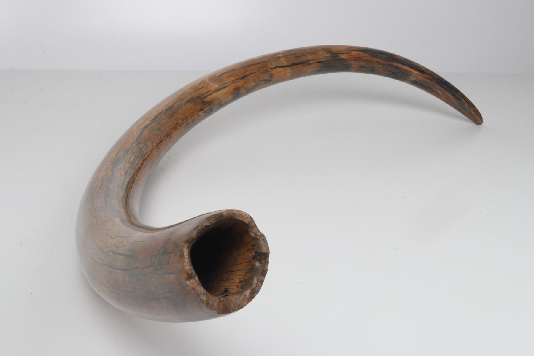 Restored woolly mammoth tusk