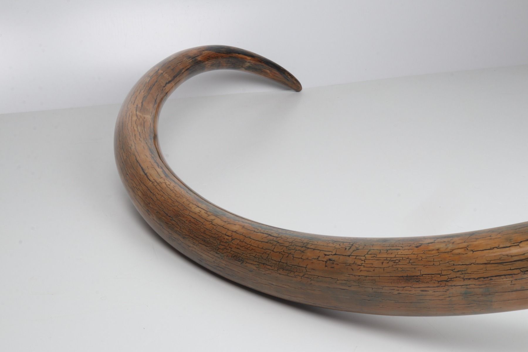 Restored woolly mammoth tusk