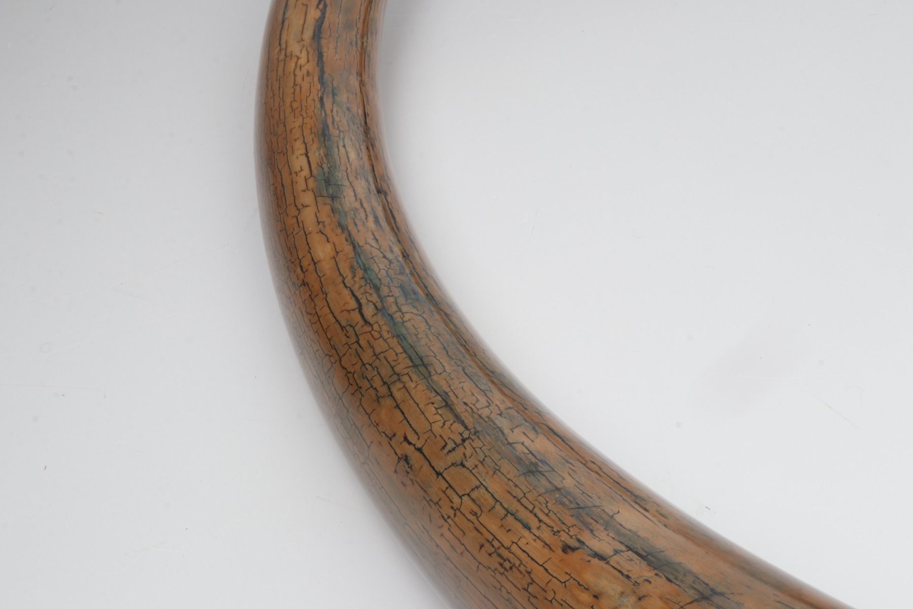 Restored woolly mammoth tusk