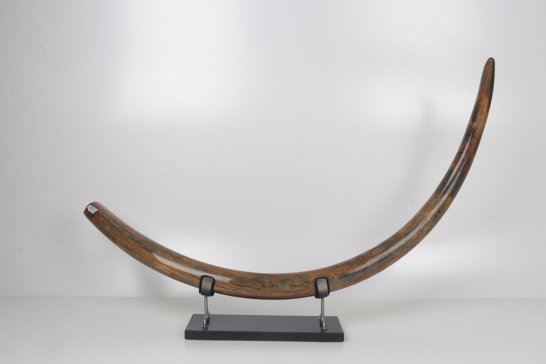 Restored woolly mammoth tusk