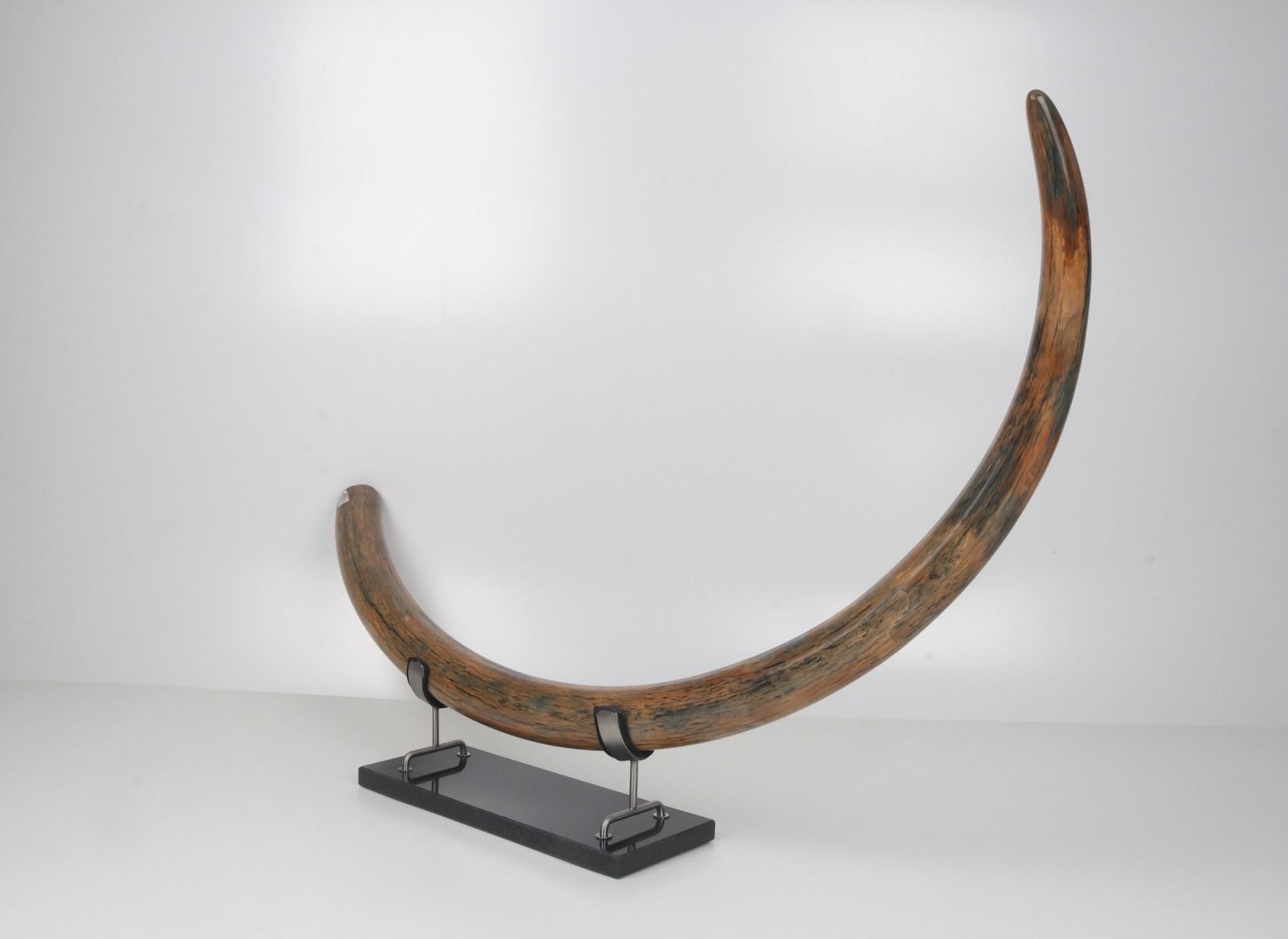 Restored woolly mammoth tusk