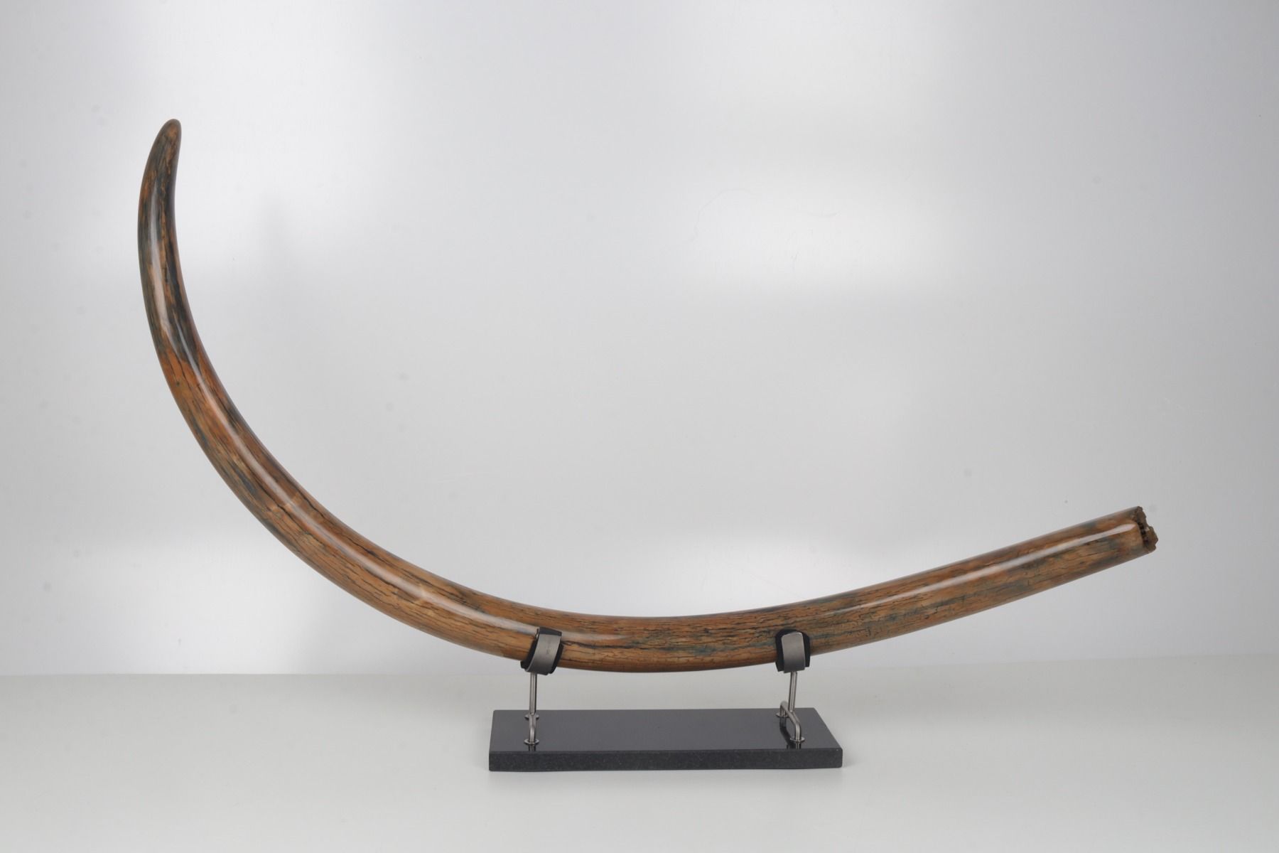 Restored woolly mammoth tusk