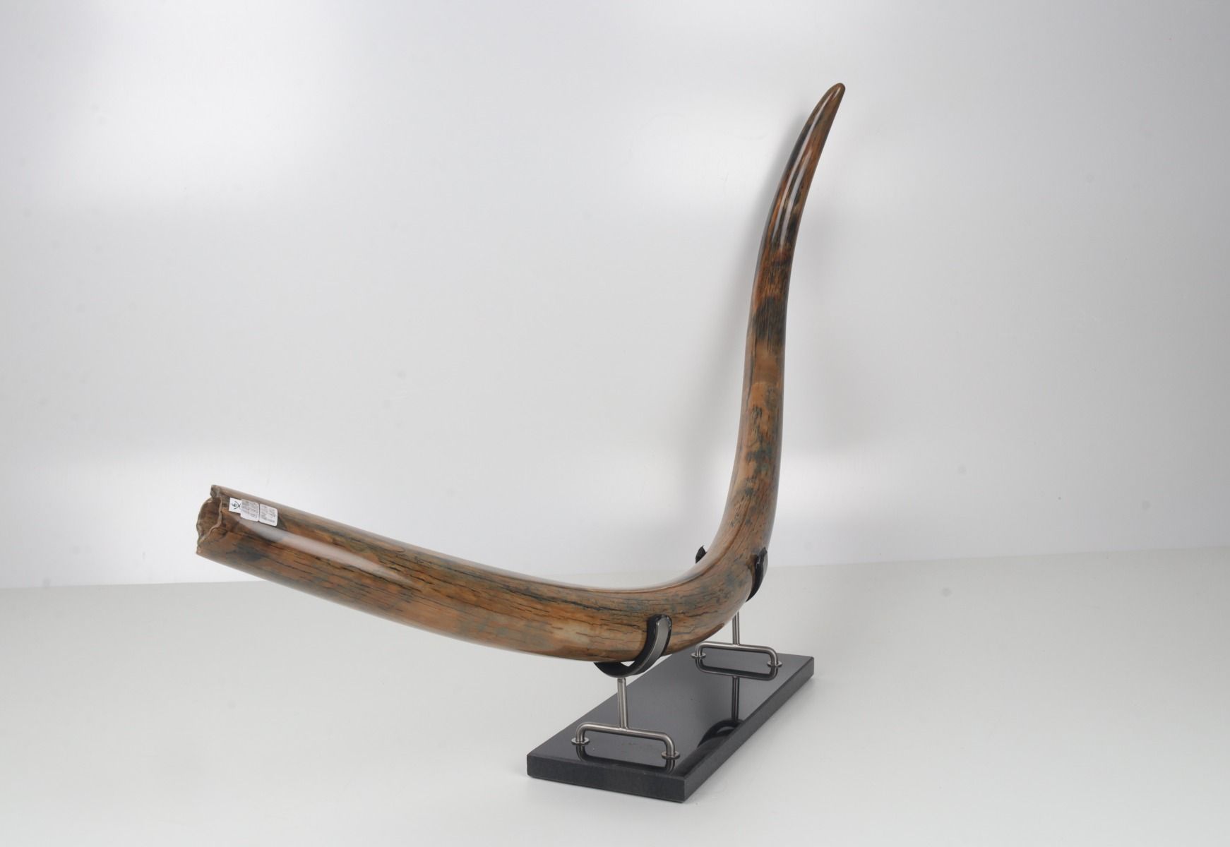 Restored woolly mammoth tusk