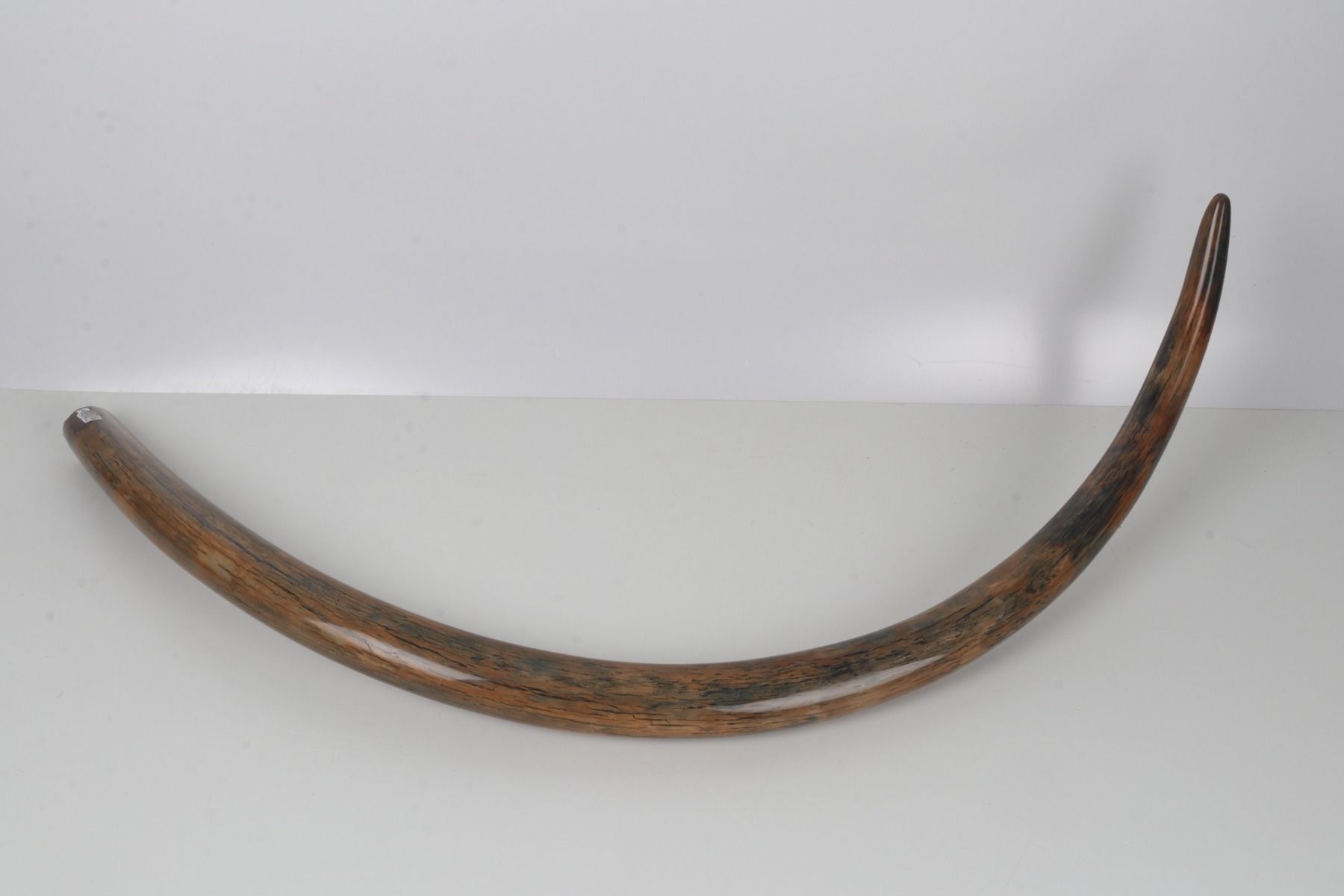 Restored woolly mammoth tusk