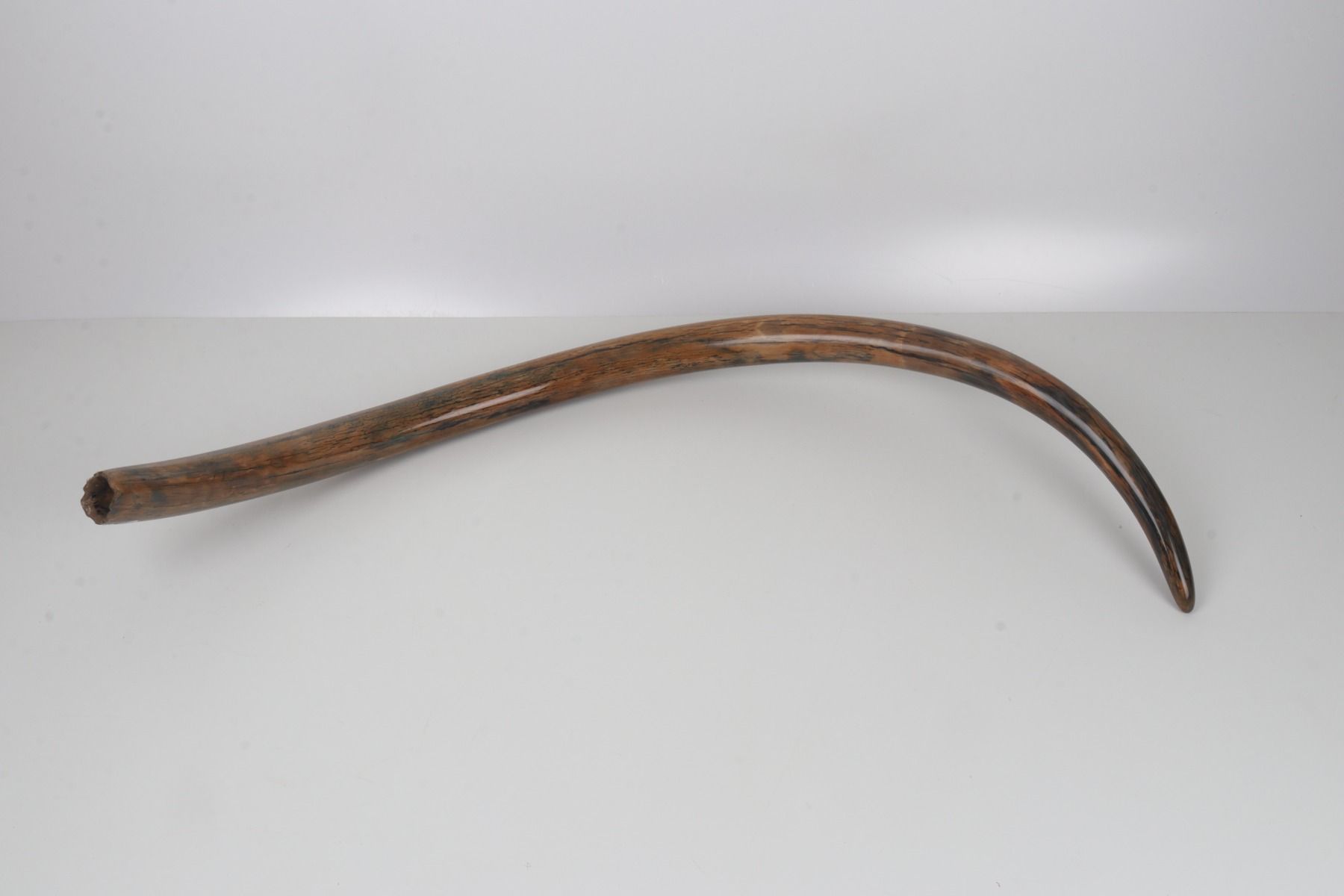Restored woolly mammoth tusk
