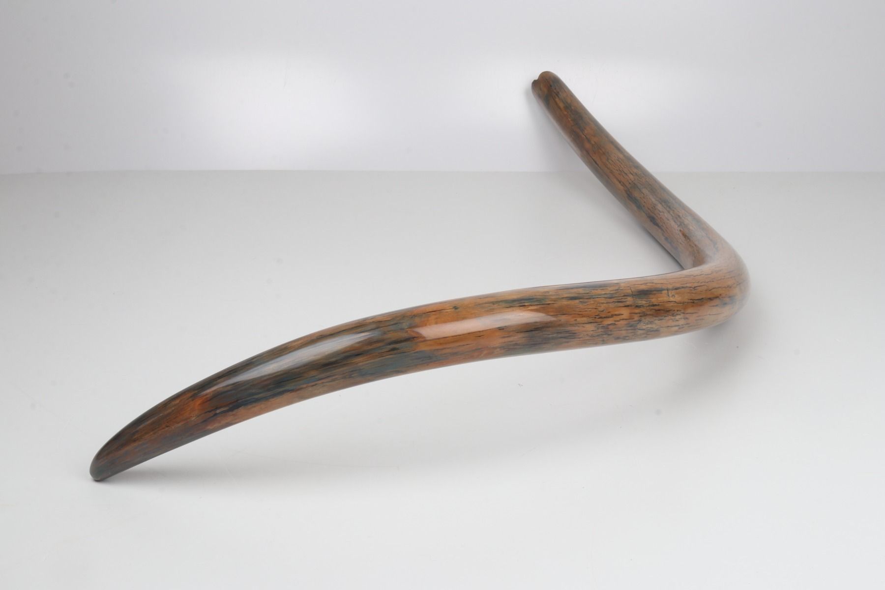 Restored woolly mammoth tusk