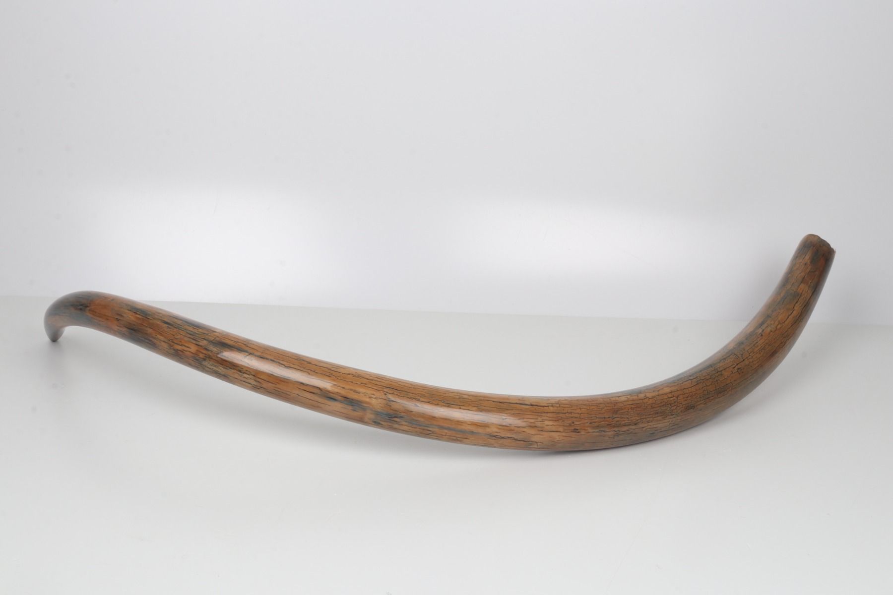 Restored woolly mammoth tusk