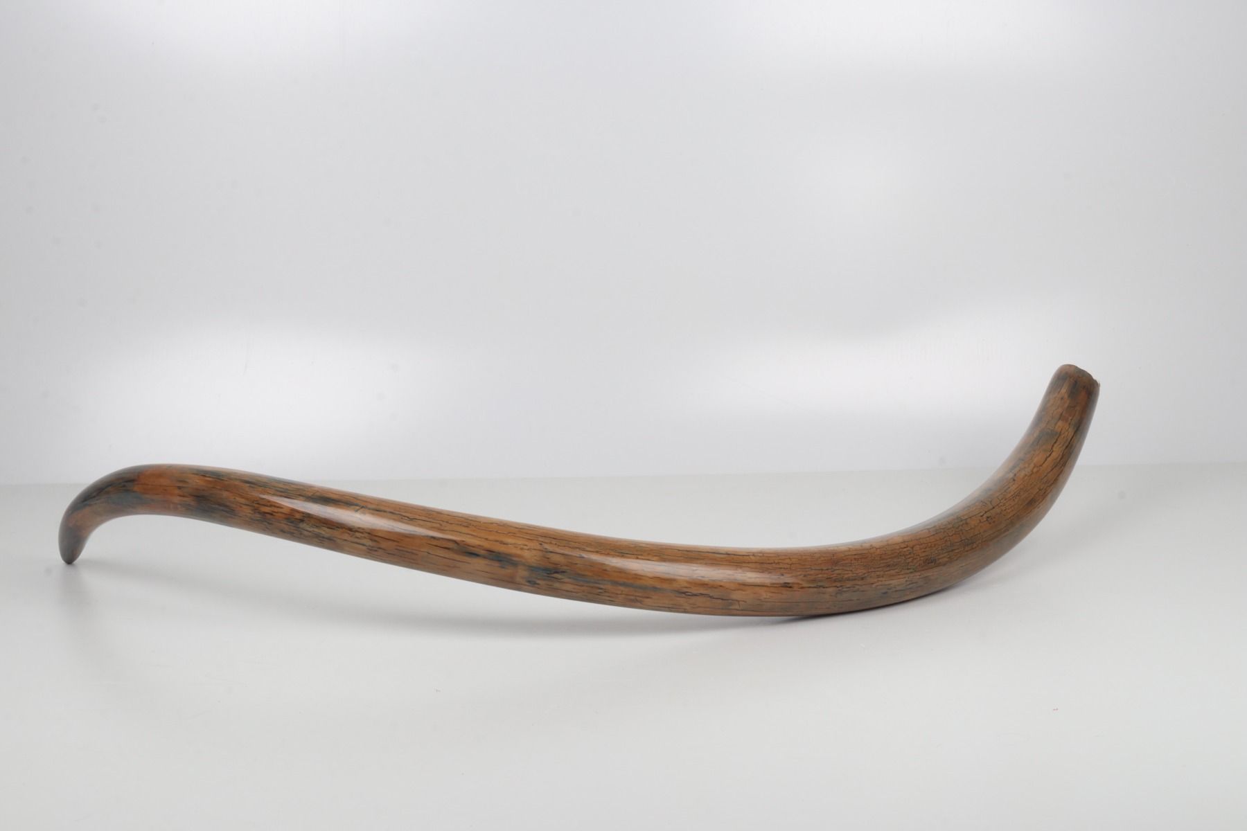Restored woolly mammoth tusk
