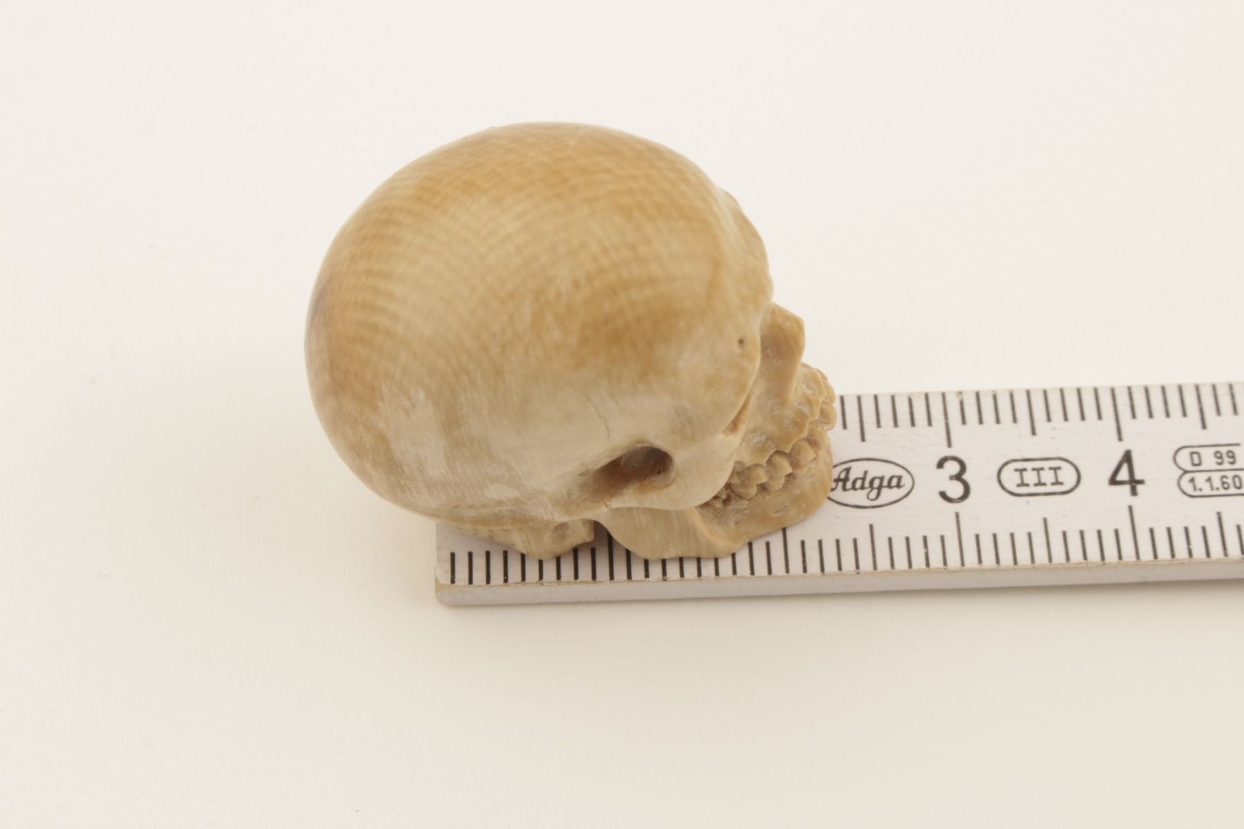 Brown mammoth ivory skull