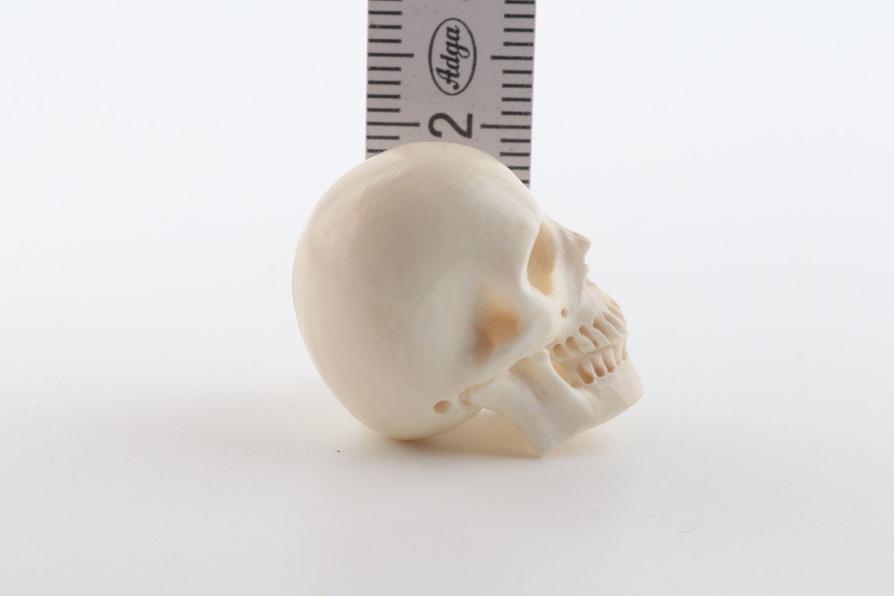 Hand carved mammoth ivory skull