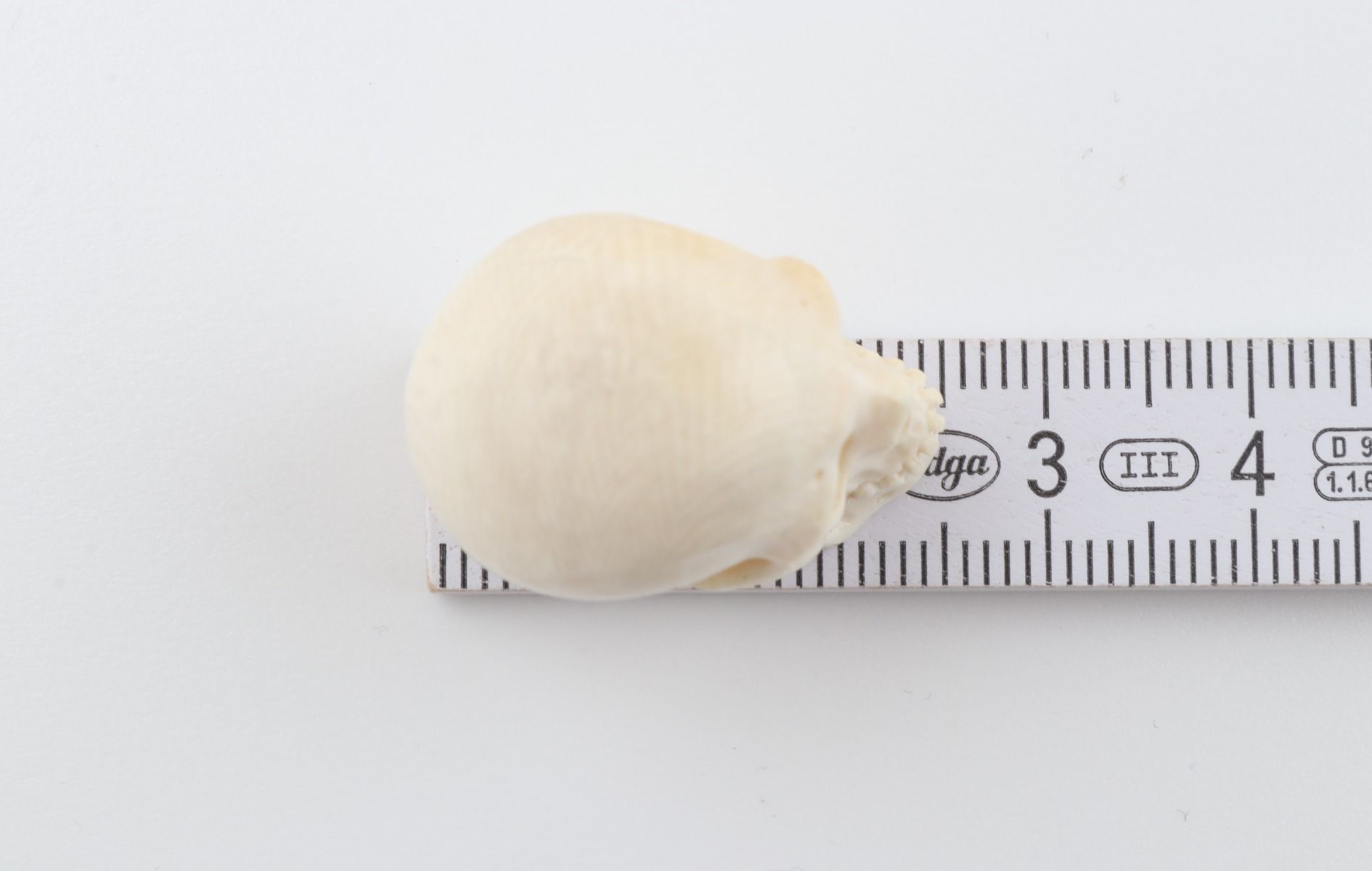 Carved woolly mammoth ivory skull 